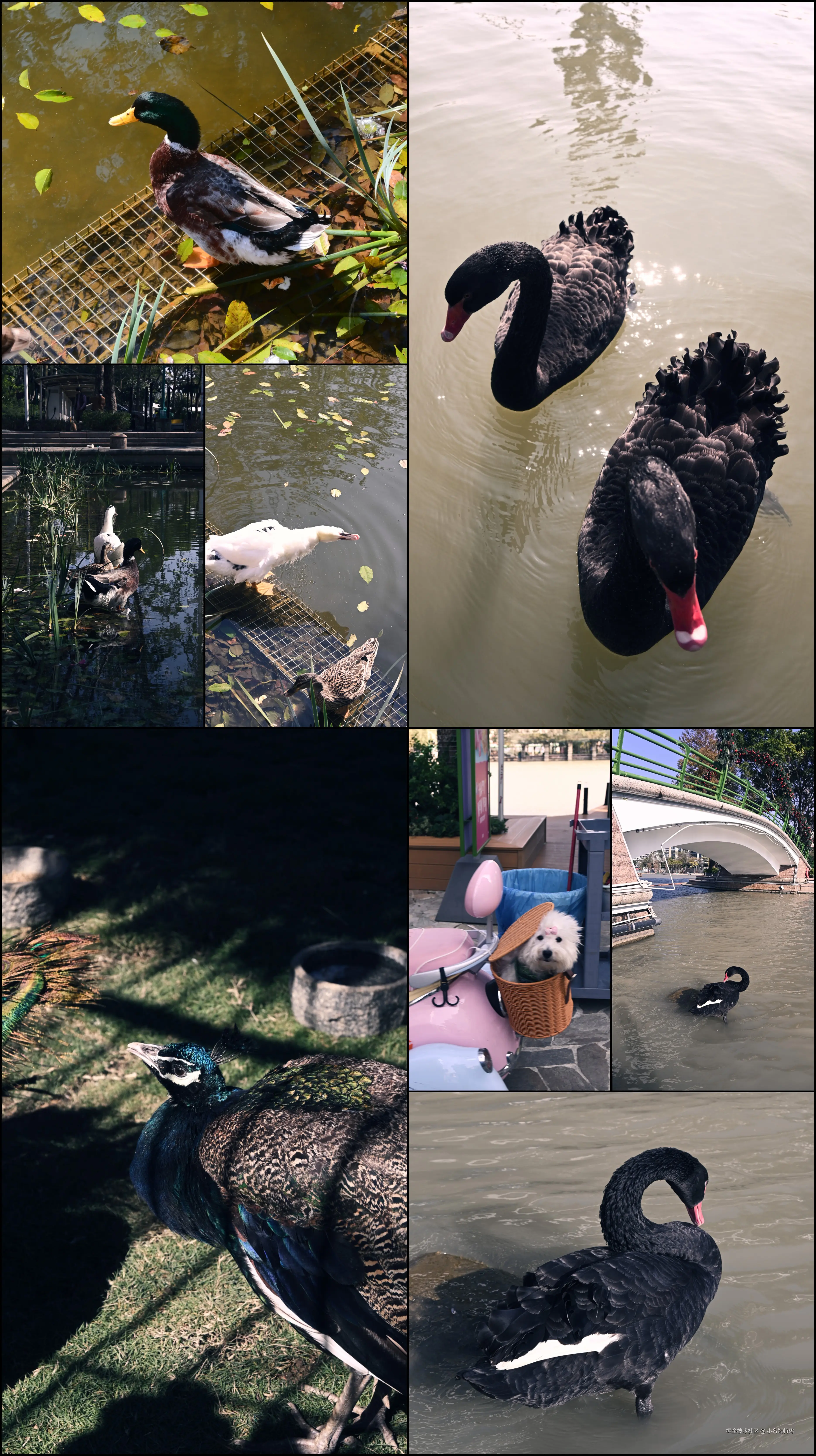 小名饭特稀于2026-01-12 01:10发布的图片