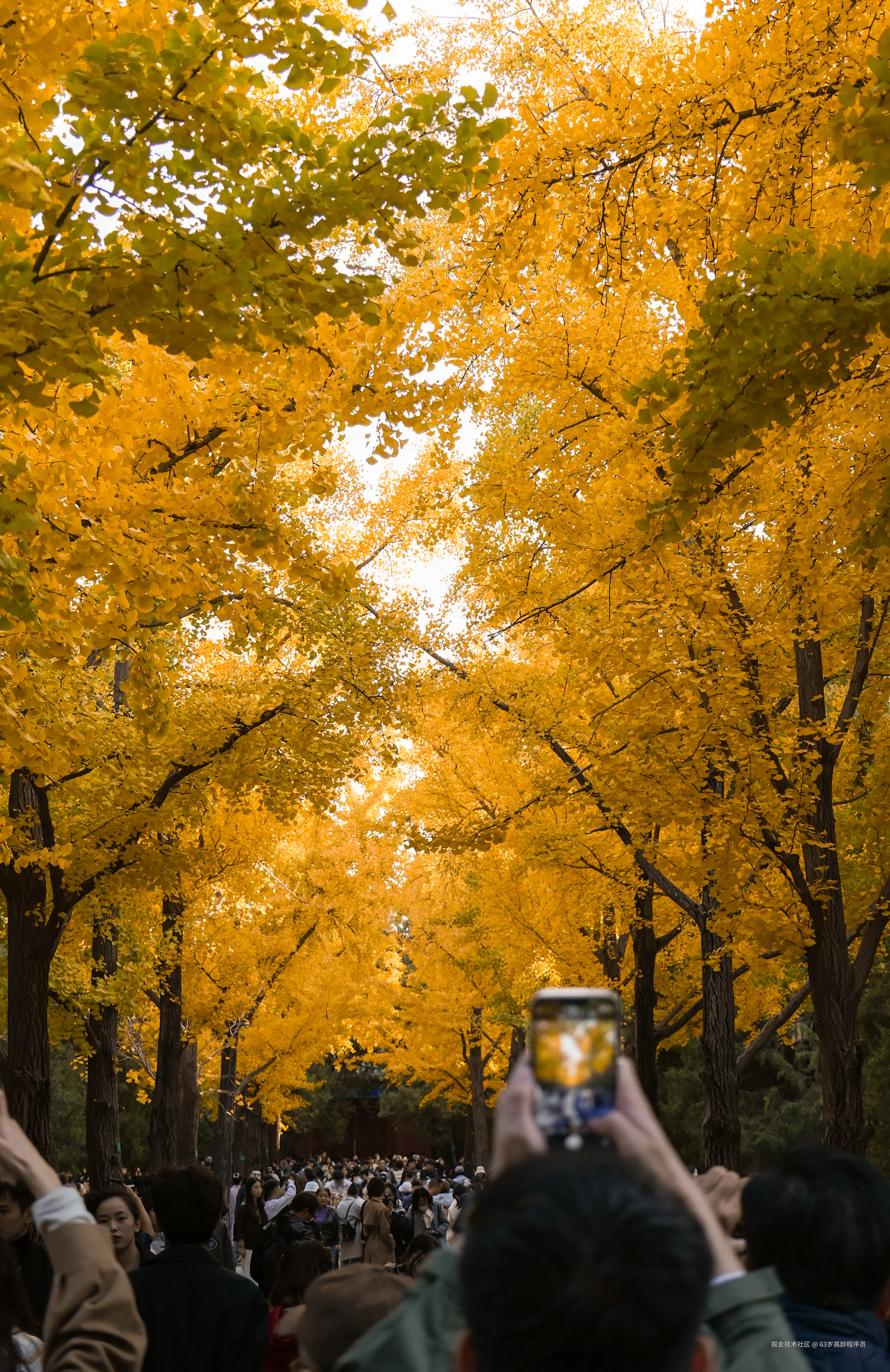 63岁高龄程序员于2025-11-05 15:17发布的图片