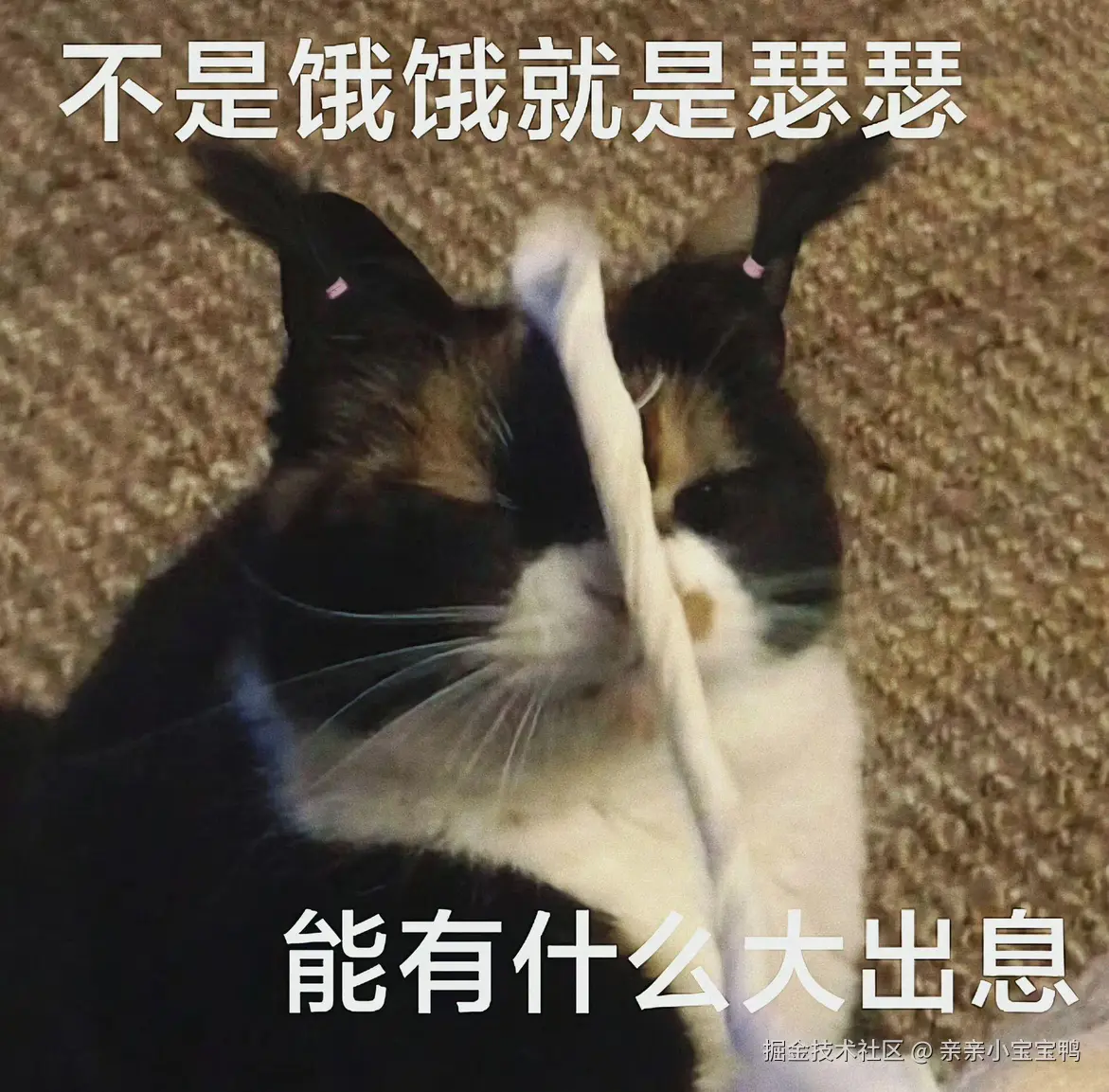 亲亲小宝宝鸭于2025-07-04 10:51发布的图片