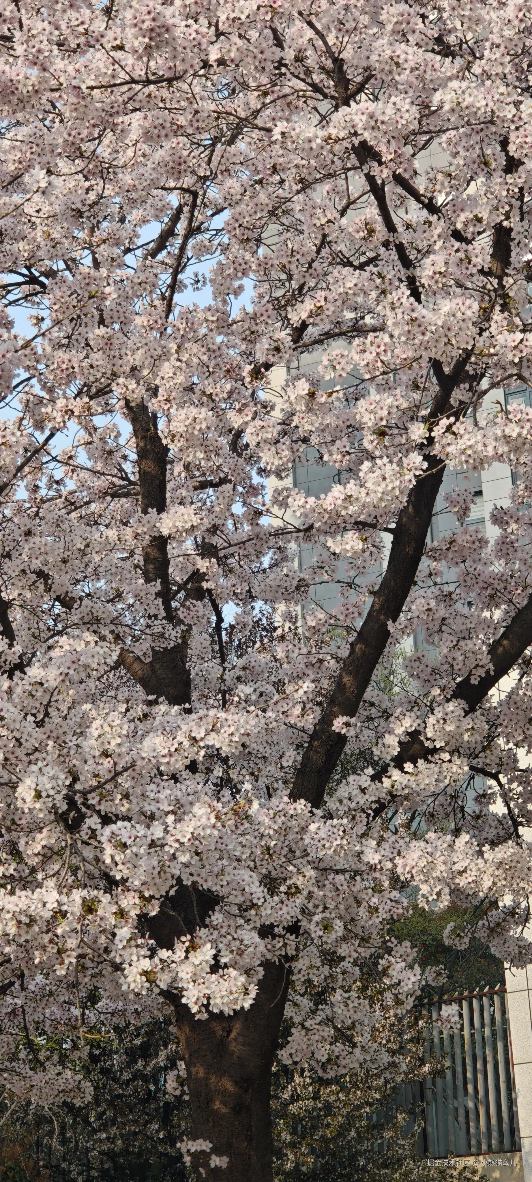 小熊猫幺儿于2026-03-29 14:54发布的图片