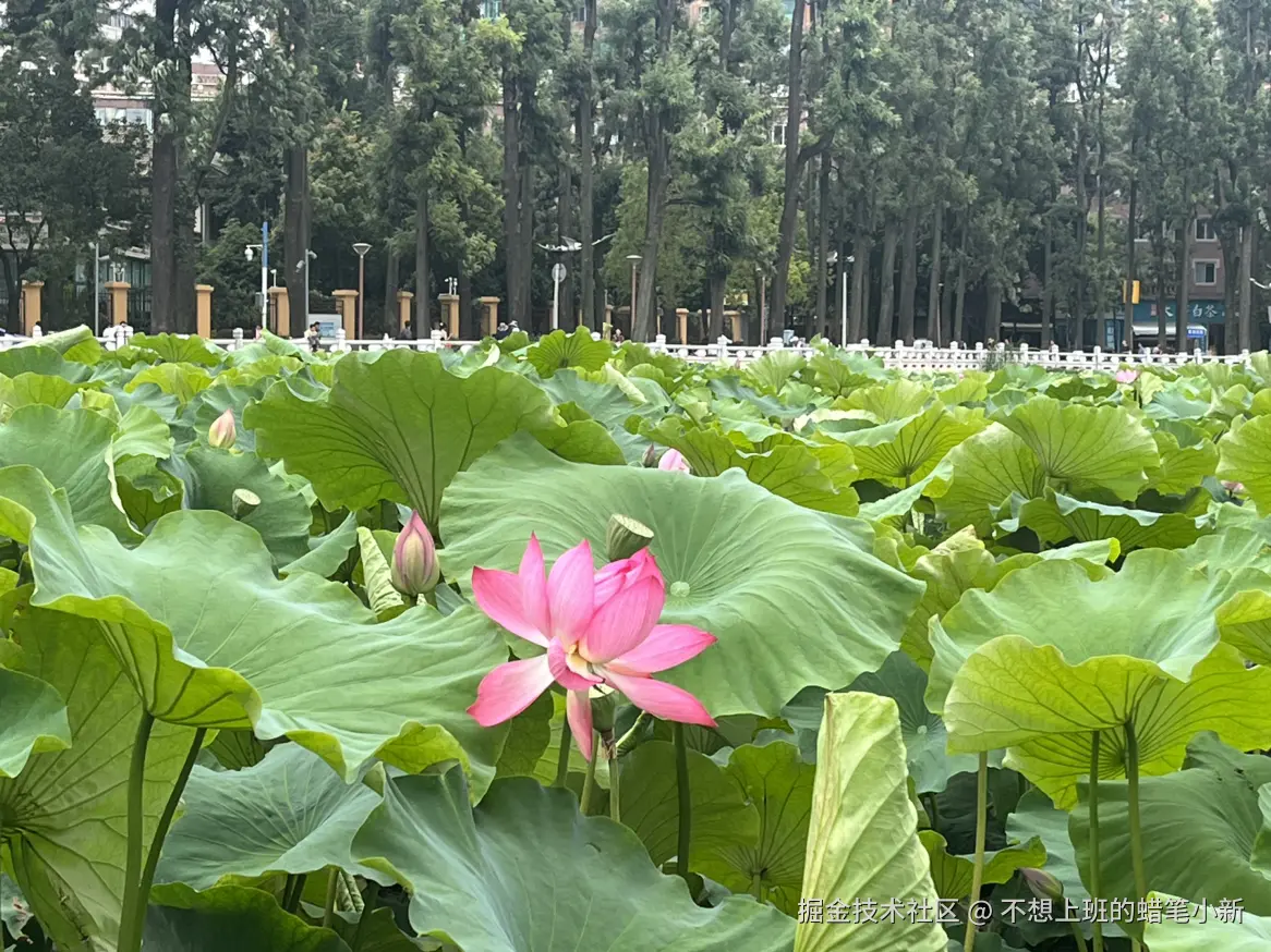不想上班的蜡笔小新于2025-07-14 09:19发布的图片