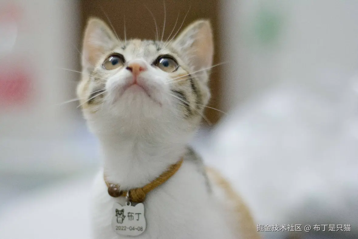 布丁是只猫于2025-06-18 17:07发布的图片