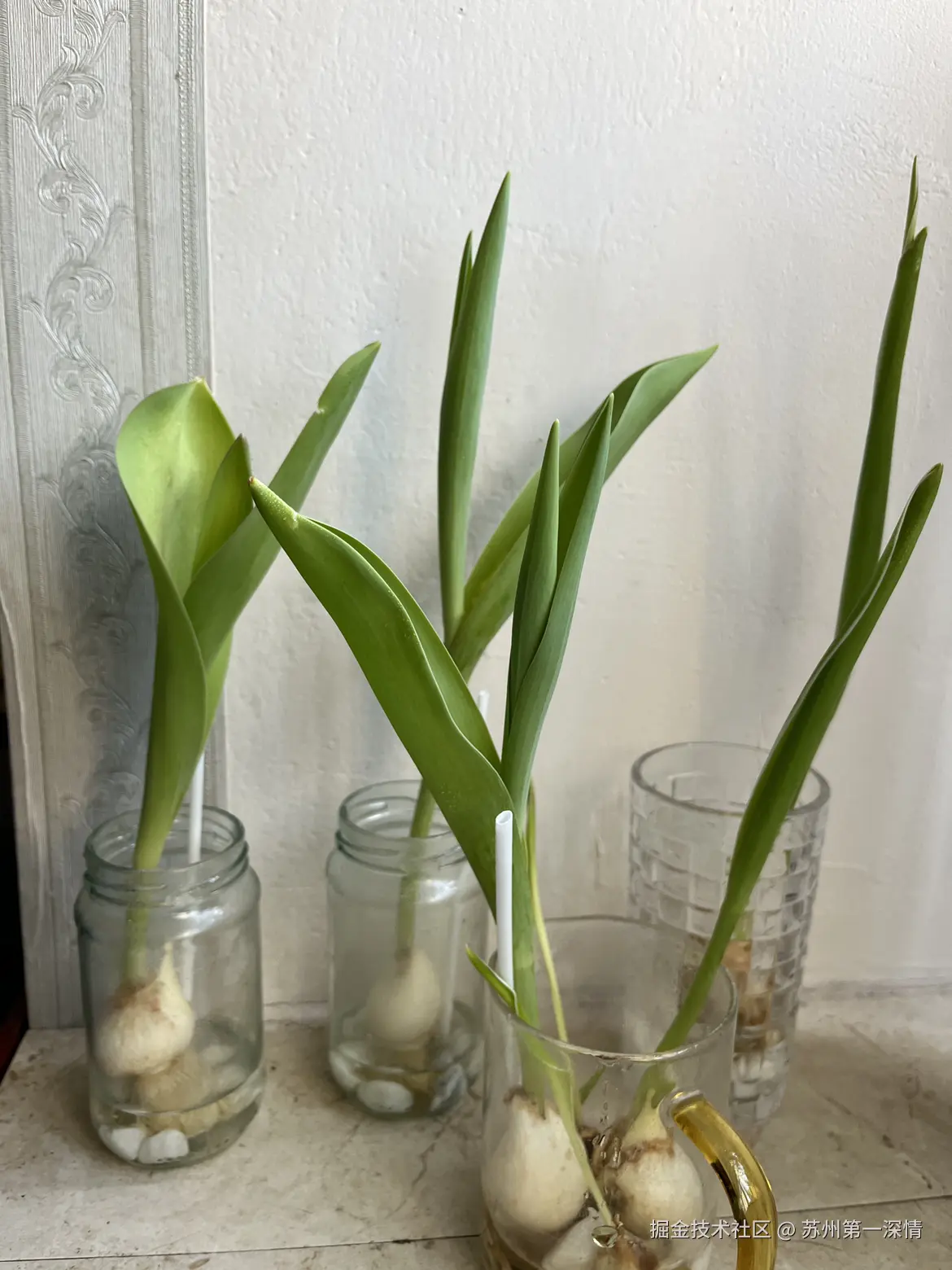 苏州第一深情于2025-04-03 08:37发布的图片