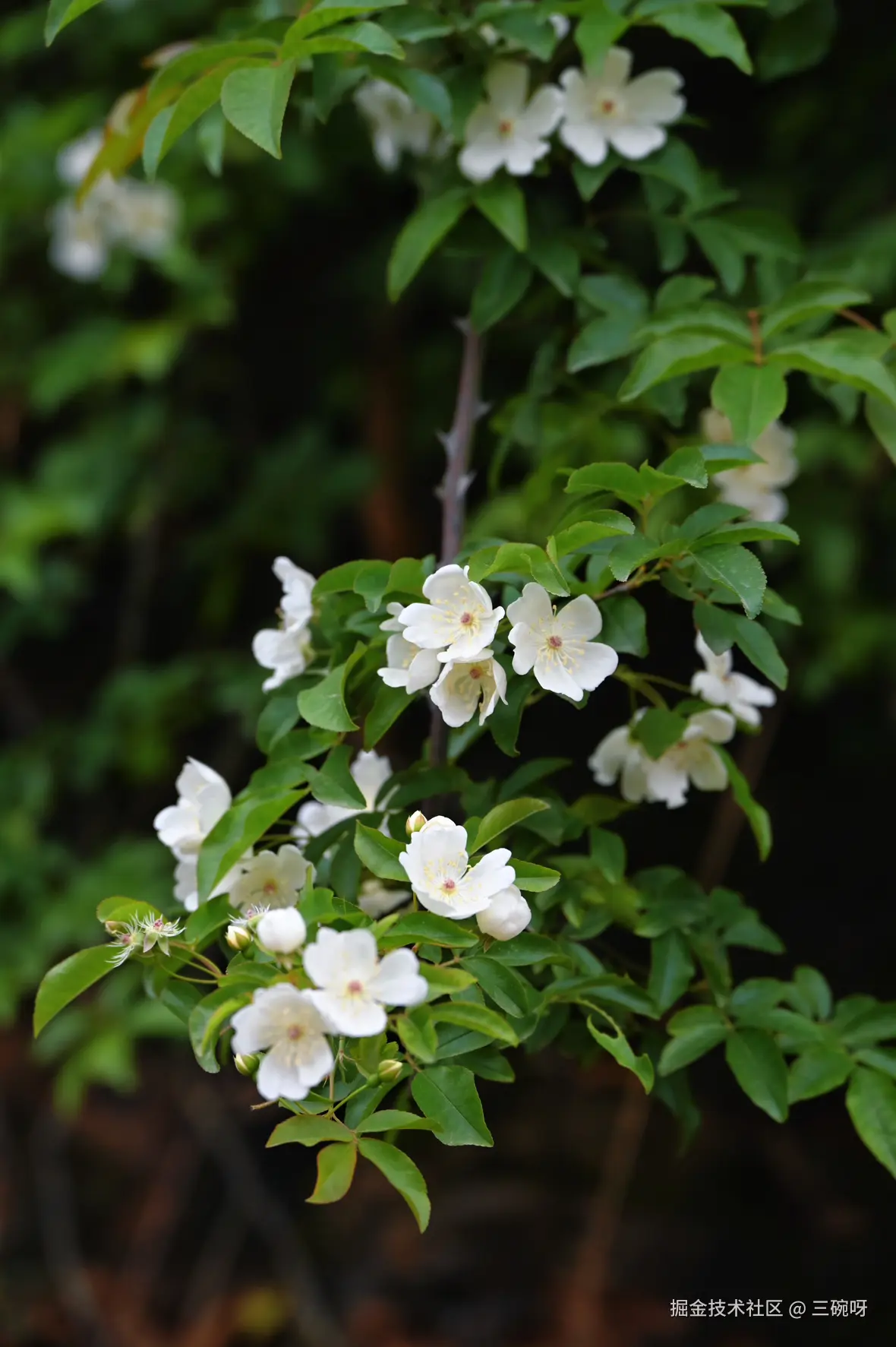 三碗呀于2025-04-16 10:09发布的图片