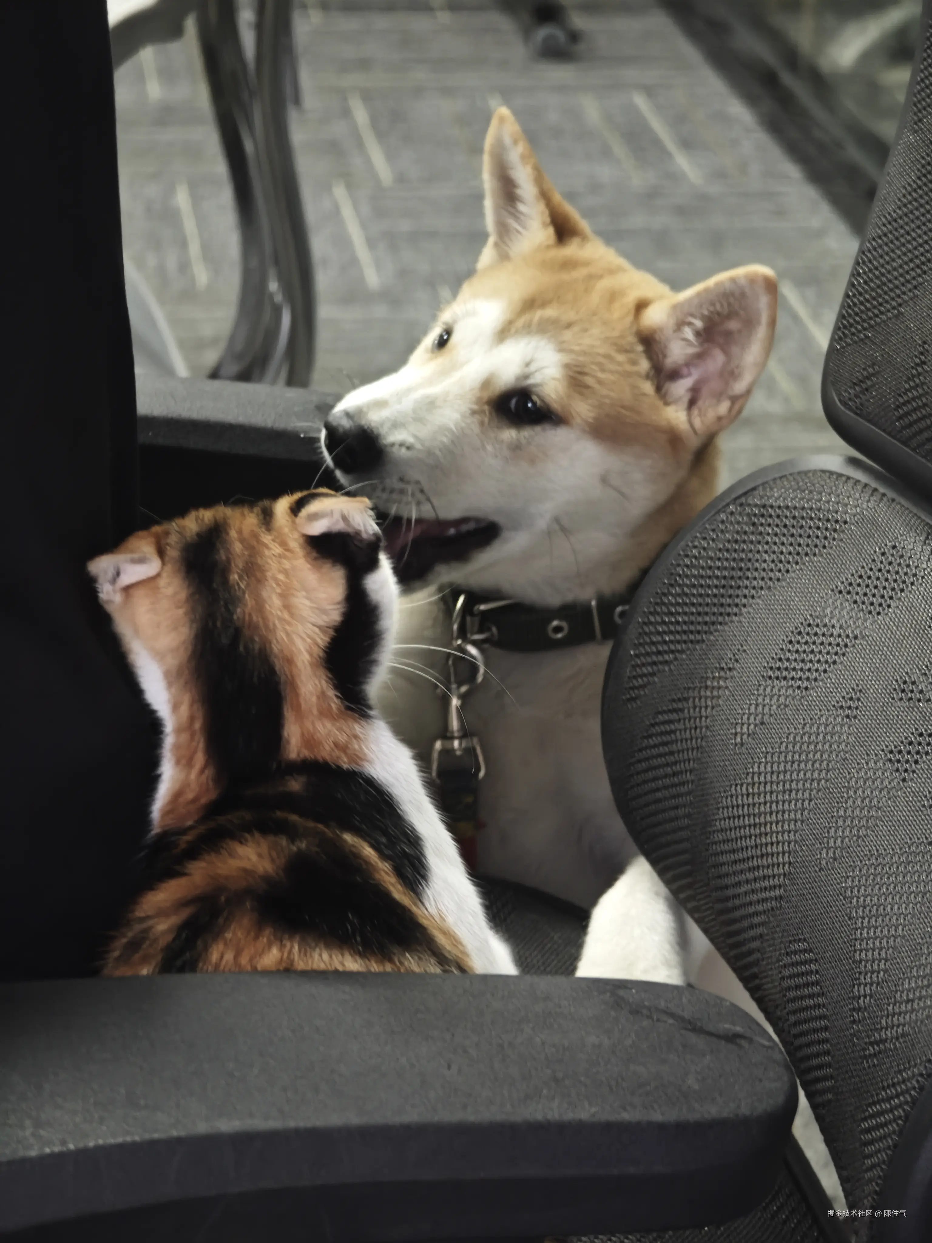 陳住气于2024-08-21 13:45发布的图片