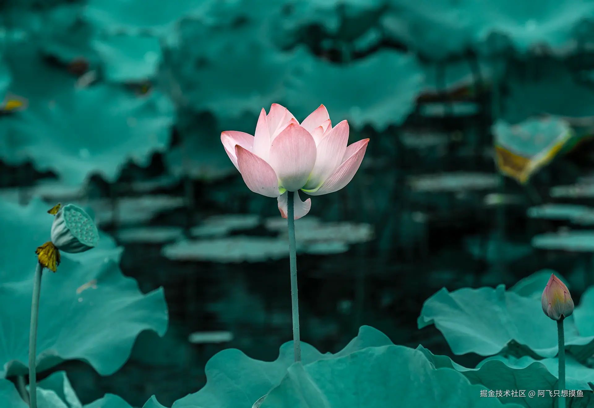 阿飞只想摸鱼于2025-07-16 10:23发布的图片