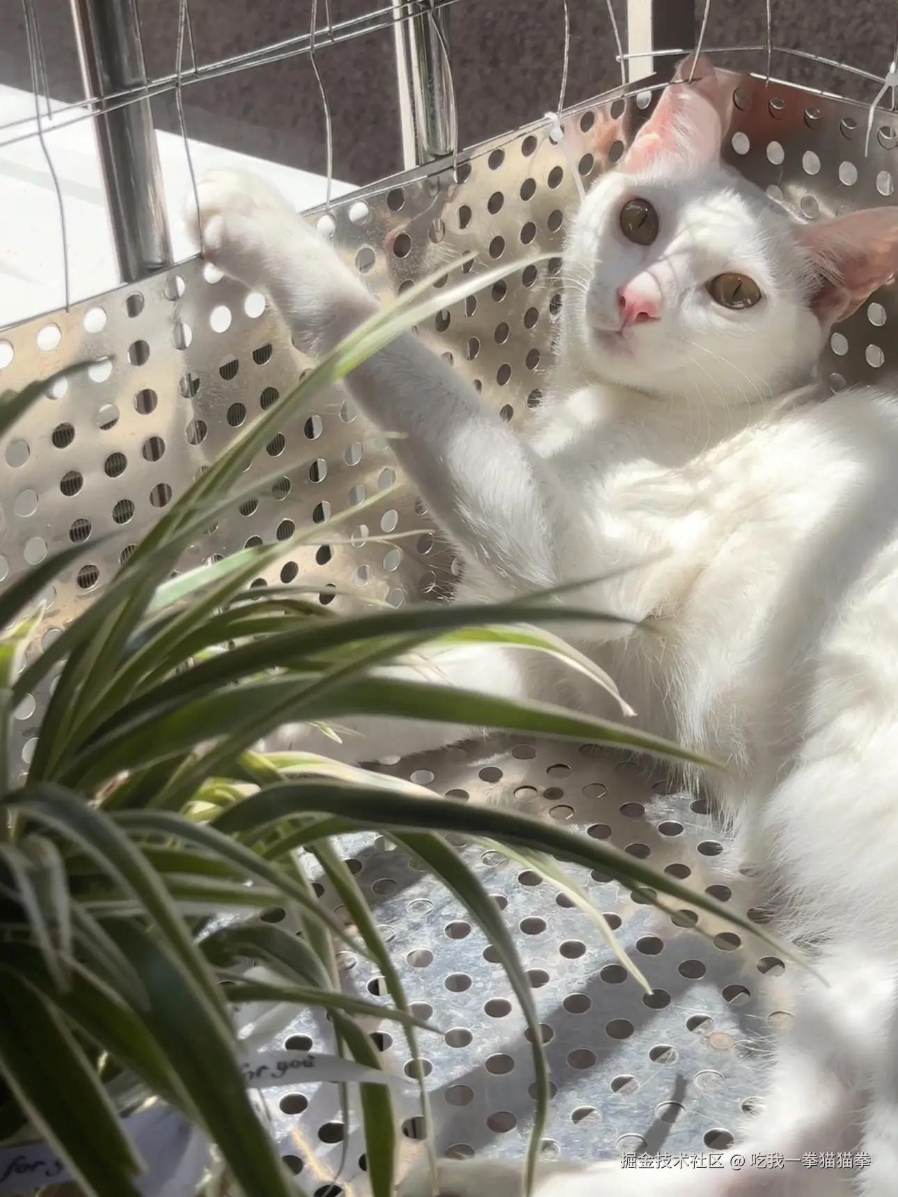 吃我一拳猫猫拳于2024-08-08 14:13发布的图片