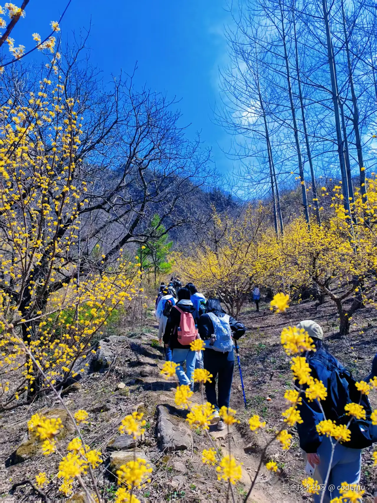 codeniu于2025-04-08 08:33发布的图片