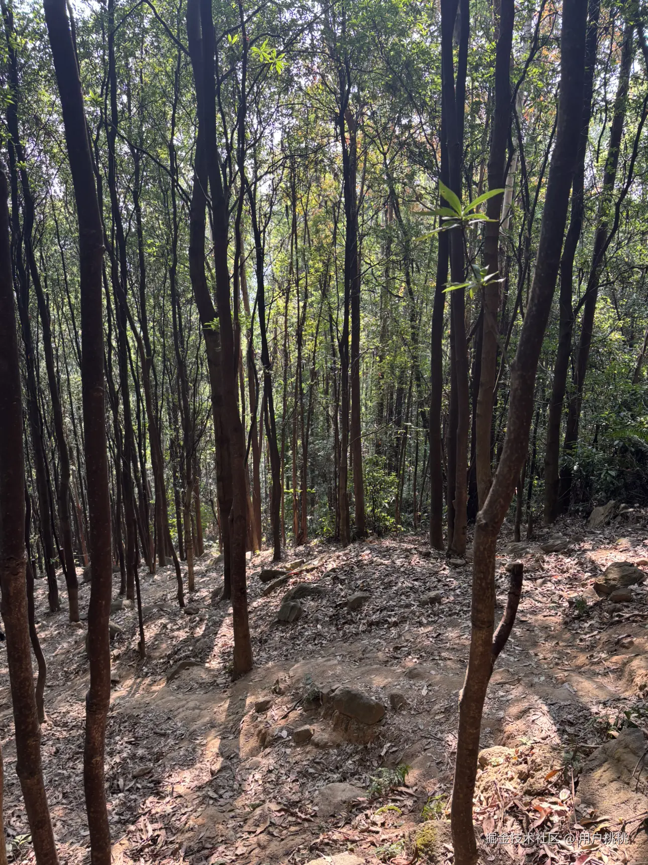 用户桃桃于2026-01-19 16:38发布的图片