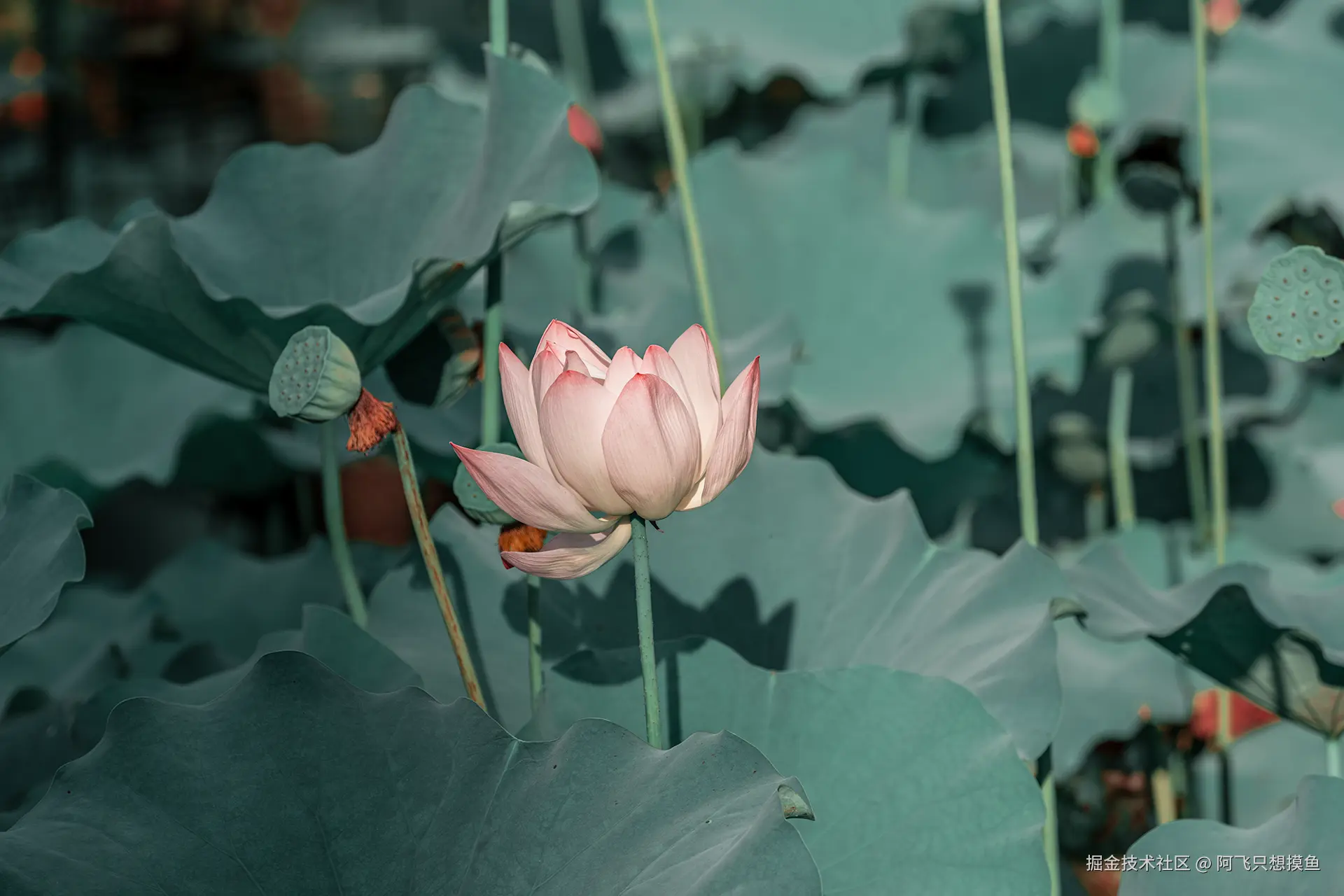 阿飞只想摸鱼于2025-07-16 02:23发布的图片