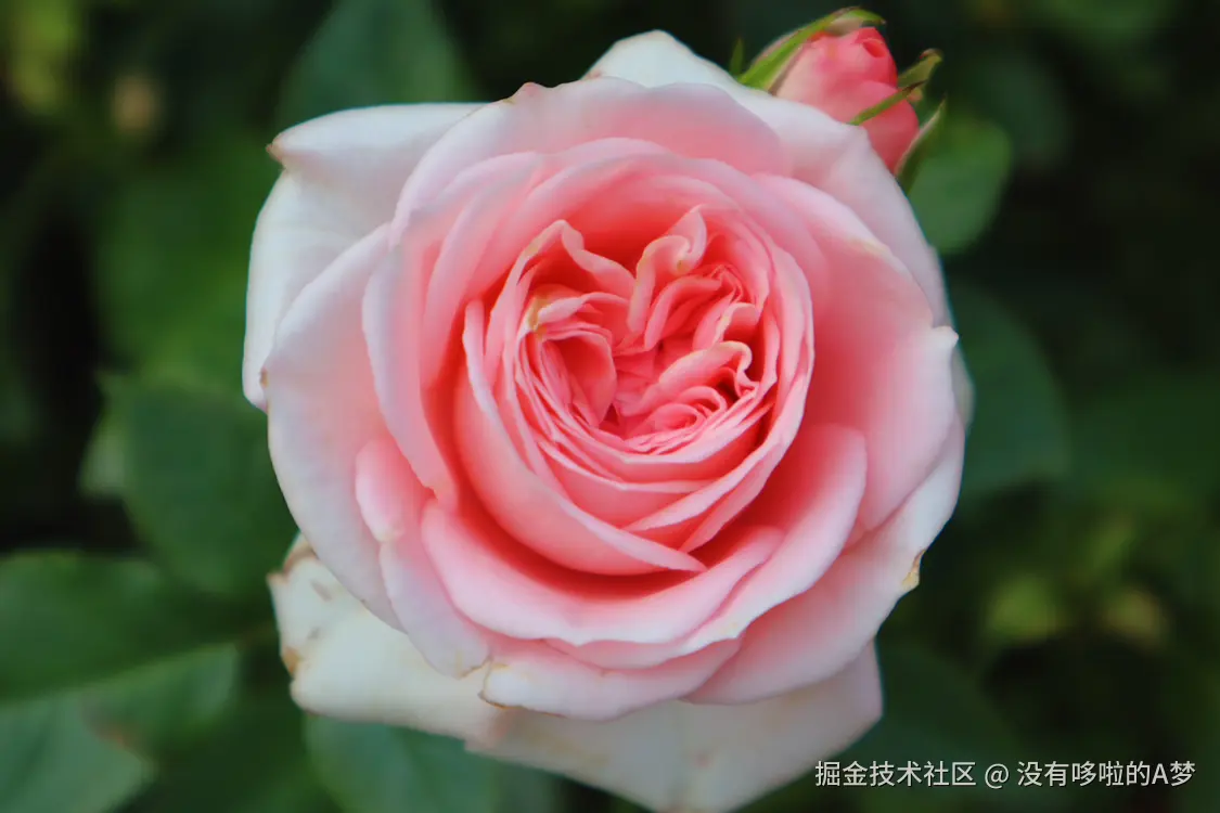 没有哆啦的A梦于2025-03-26 13:42发布的图片