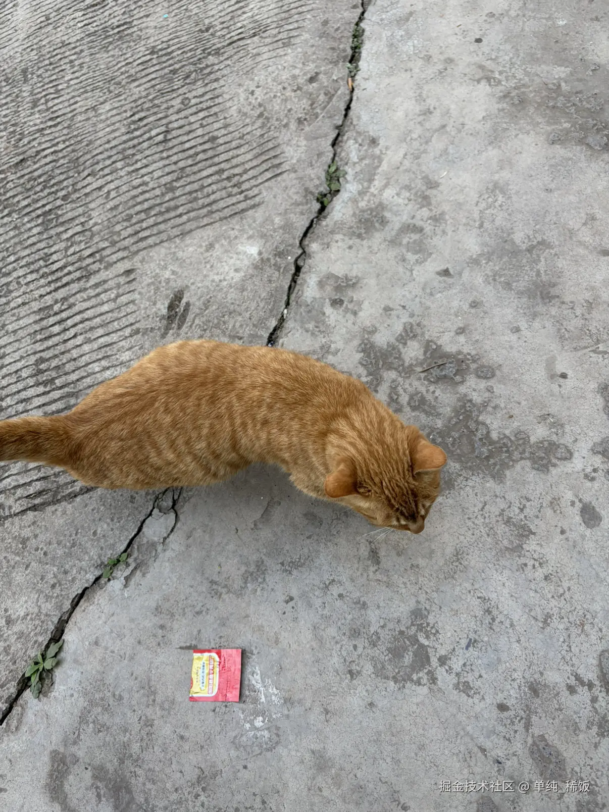 单纯_稀饭于2026-02-26 12:00发布的图片