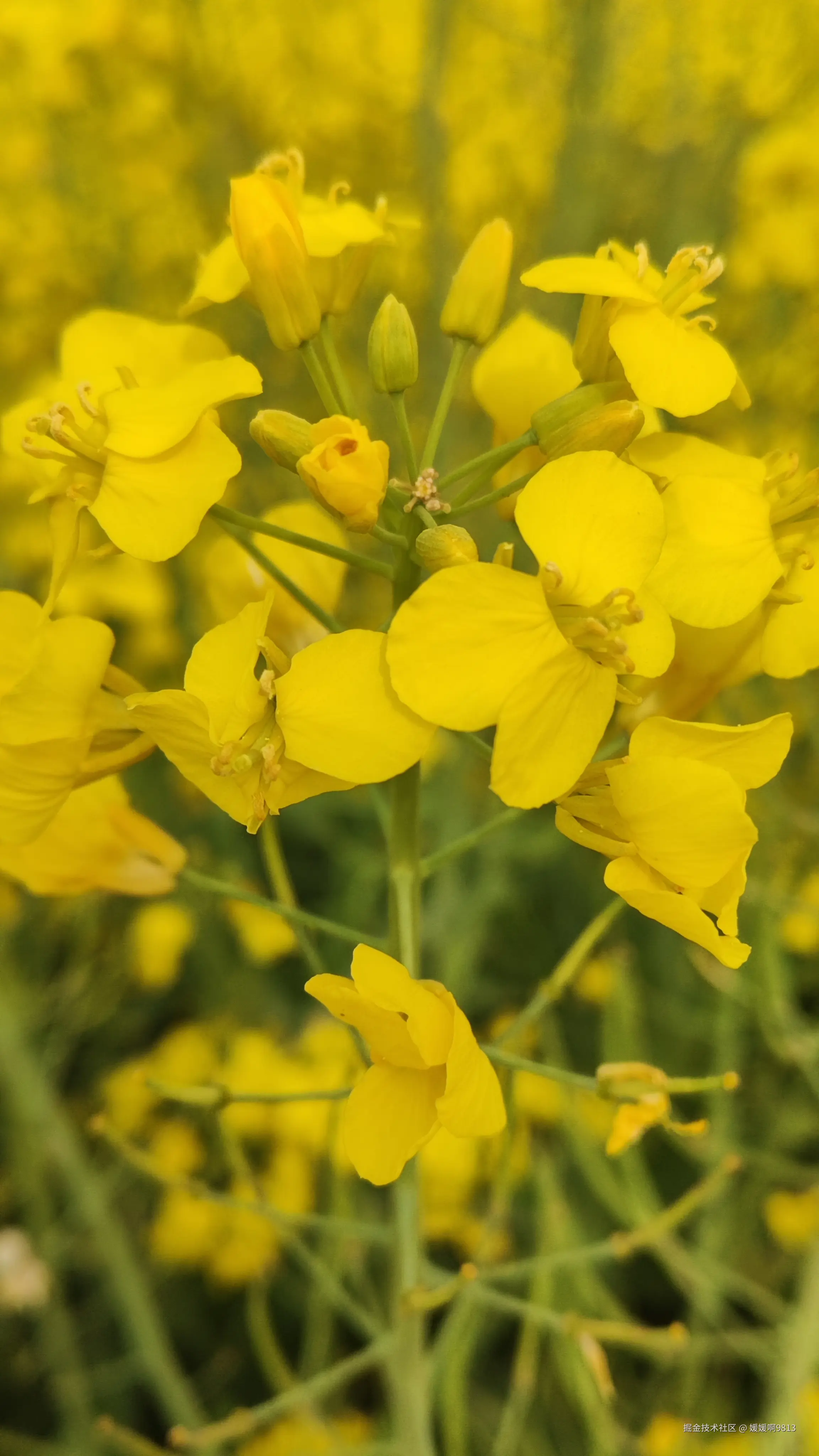 媛媛啊9813于2025-04-01 13:59发布的图片