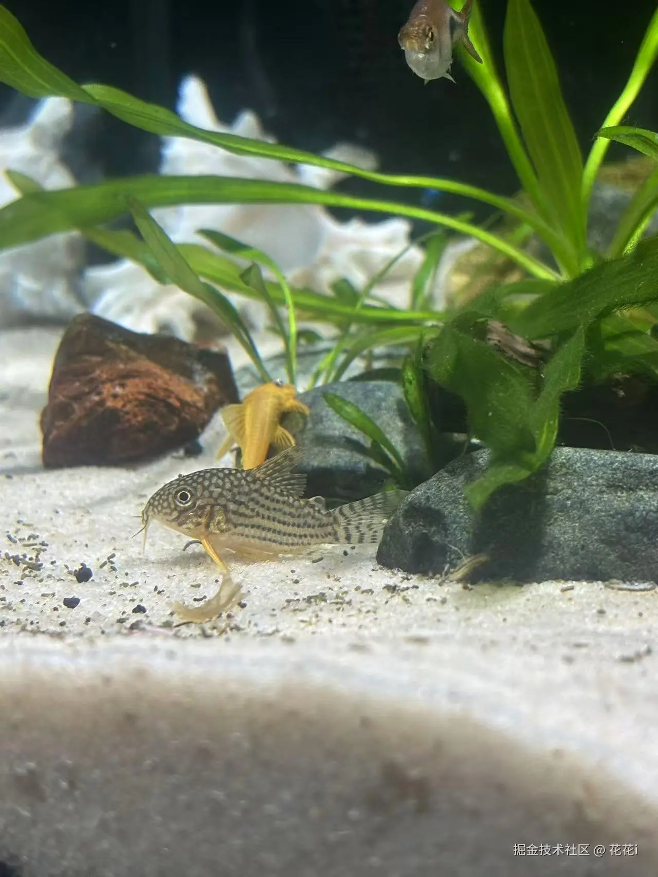 花花i于2025-05-21 09:43发布的图片