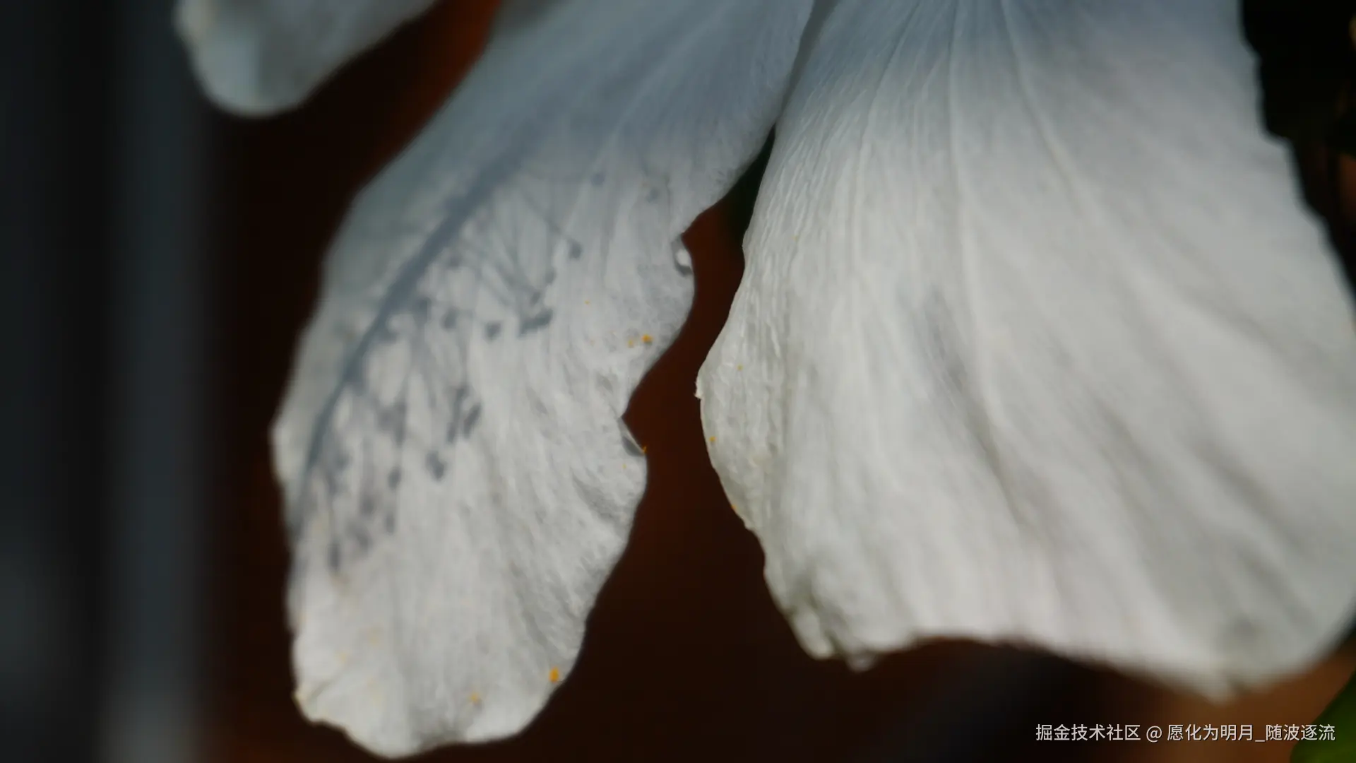 愿化为明月_随波逐流于2025-07-01 09:23发布的图片