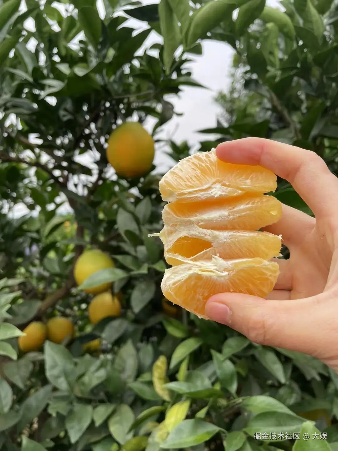 大娱于2024-11-21 15:23发布的图片