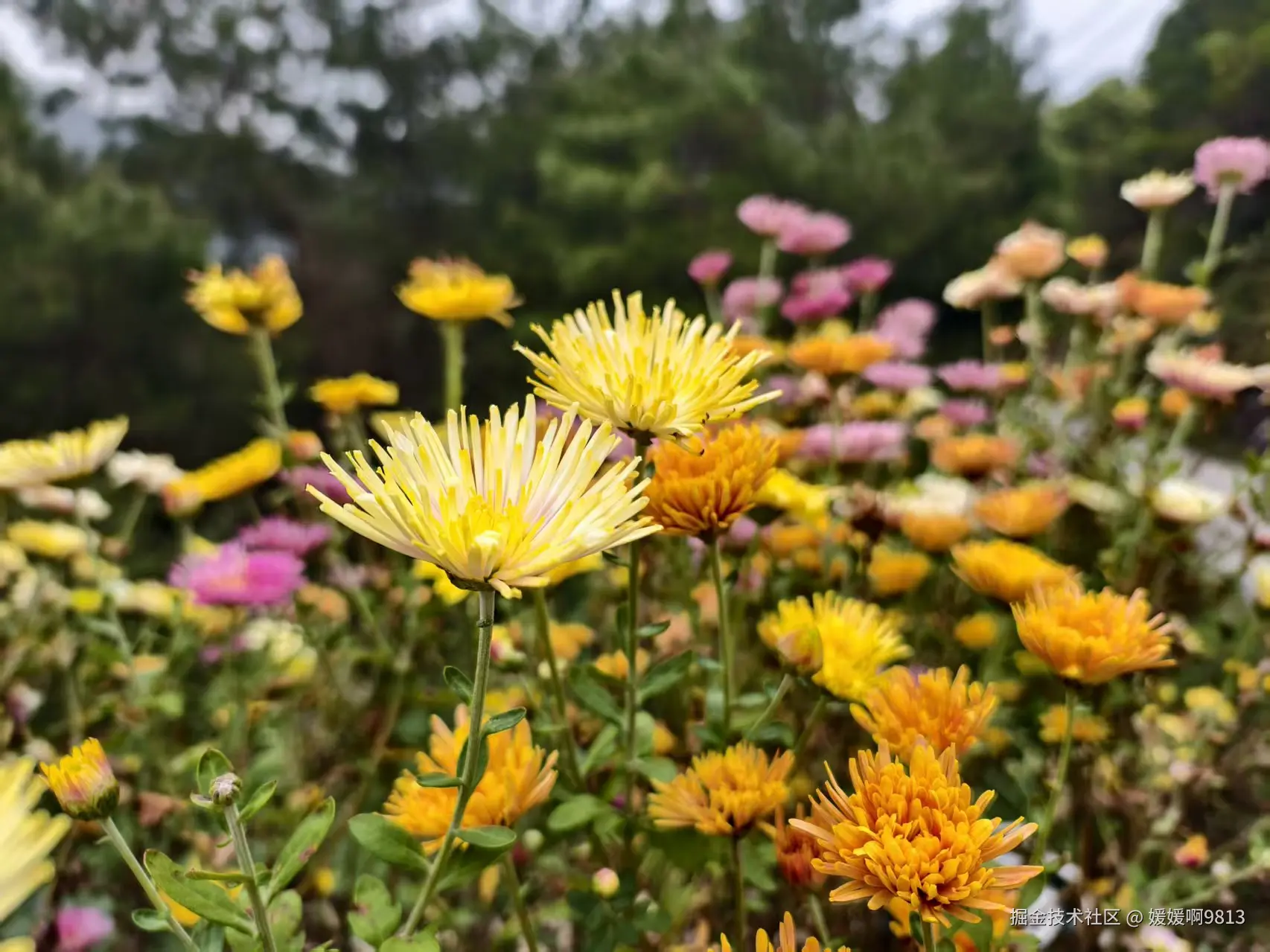 媛媛啊9813于2025-11-02 11:27发布的图片