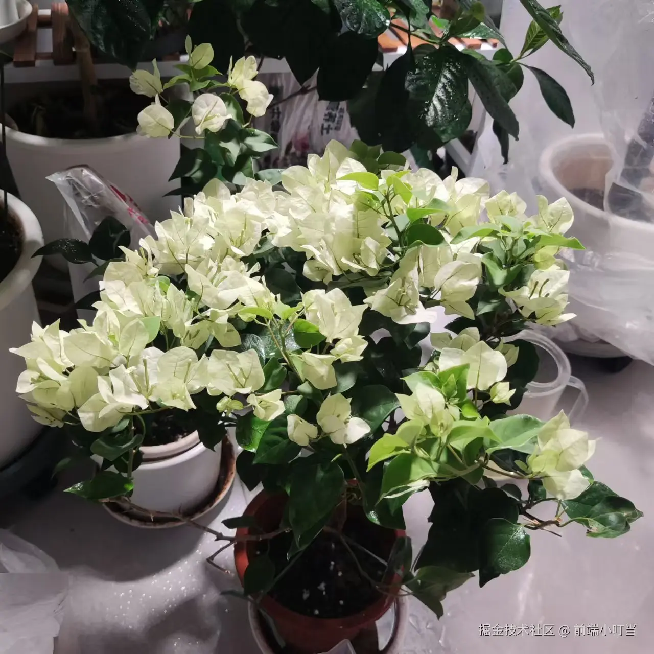 前端小叮当于2024-11-06 09:26发布的图片