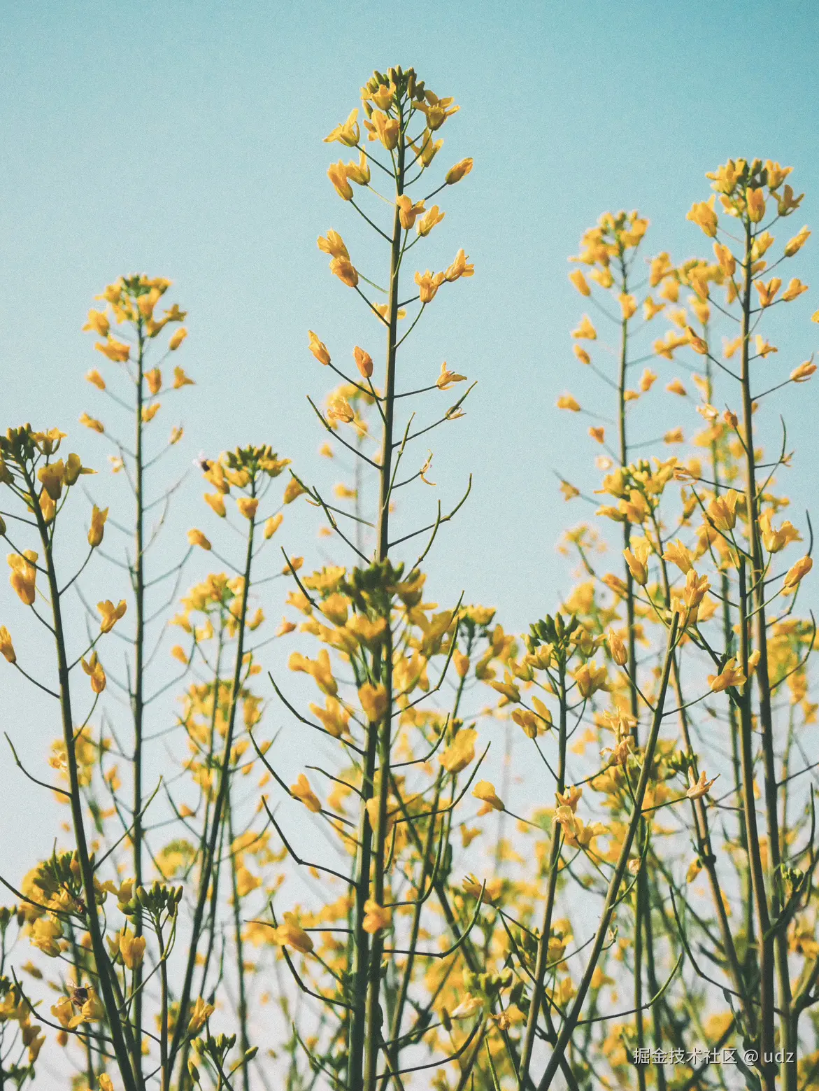 udz于2025-01-20 14:43发布的图片