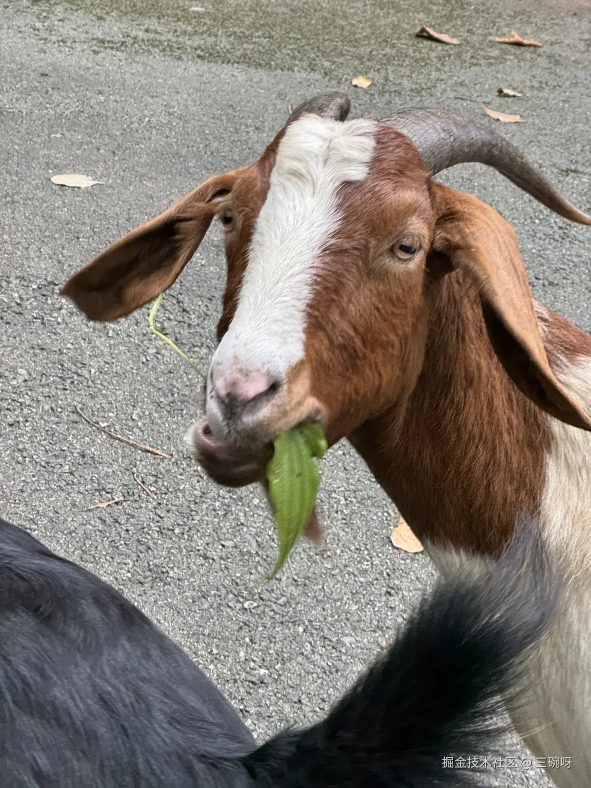 三碗呀于2025-11-26 09:35发布的图片