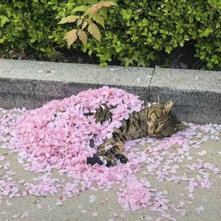 法欧特斯卡雷特_Official于2025-02-18 15:35发布的图片