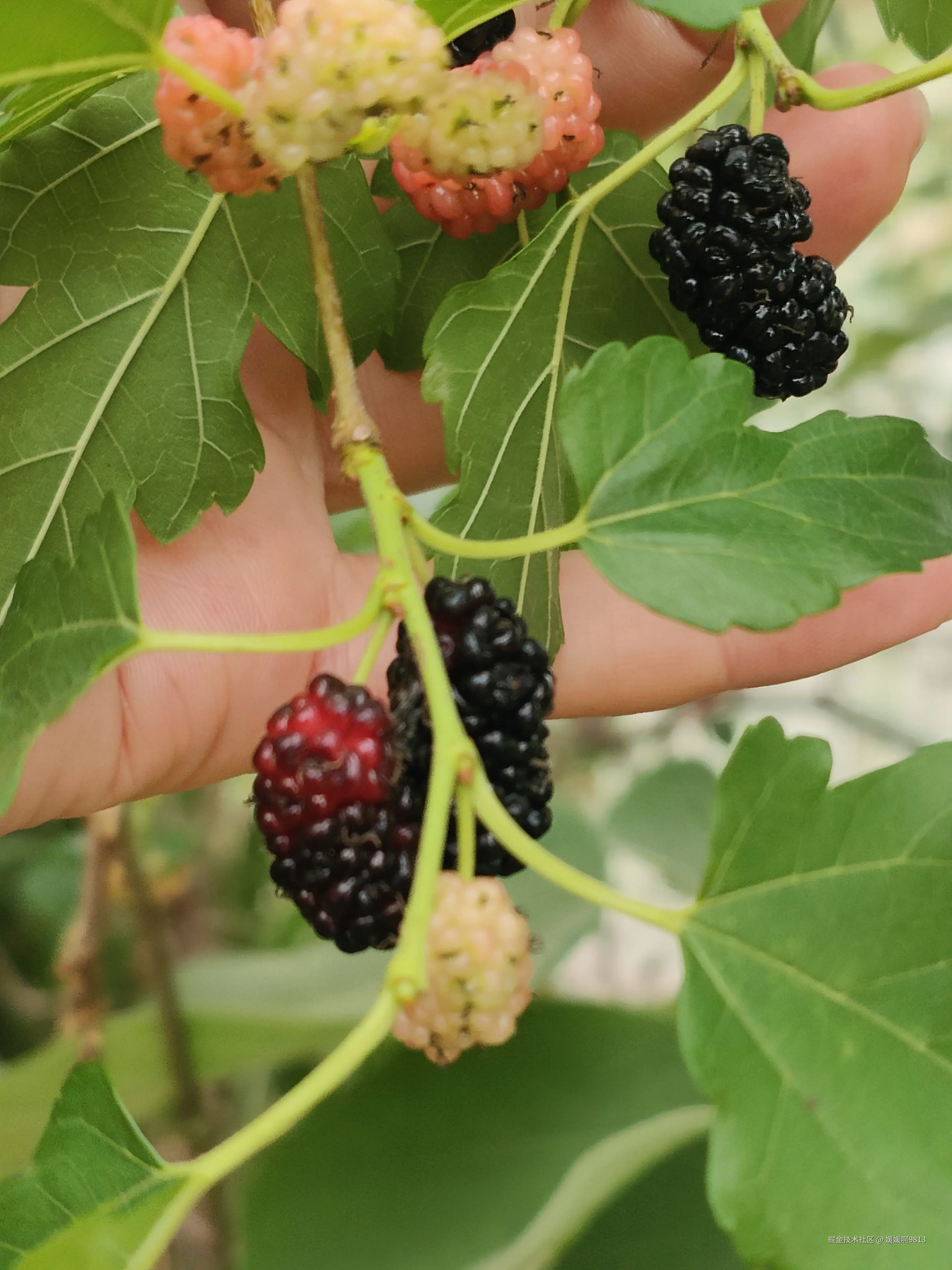 媛媛啊9813于2026-03-28 19:57发布的图片