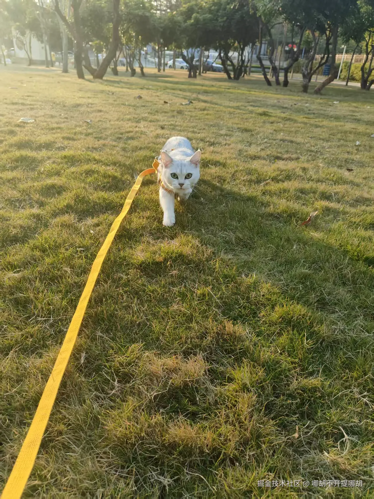 哪胡不开提哪胡于2025-02-10 09:57发布的图片