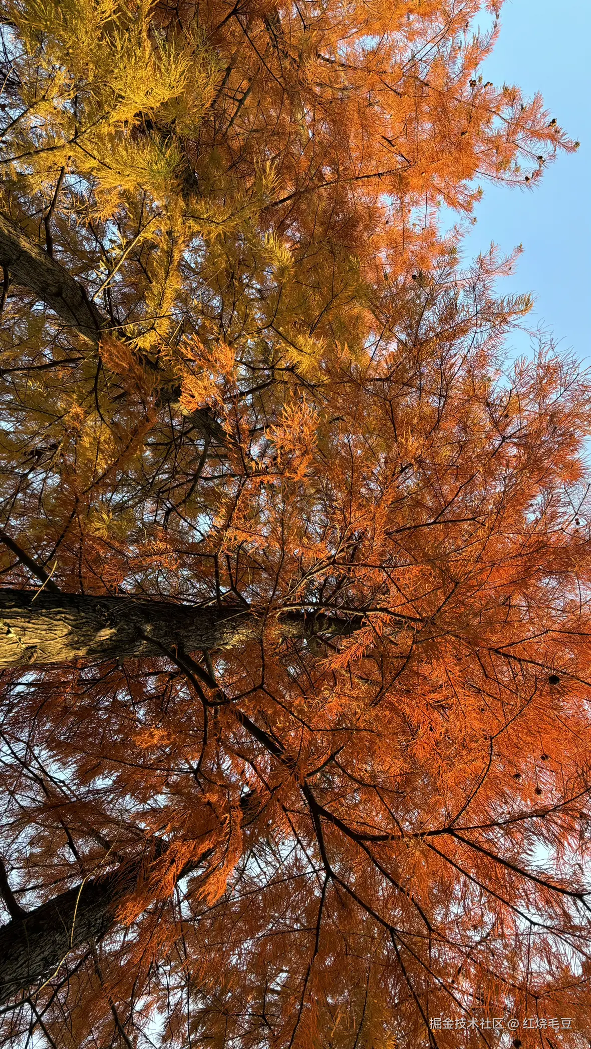 红烧毛豆于2025-12-08 09:23发布的图片