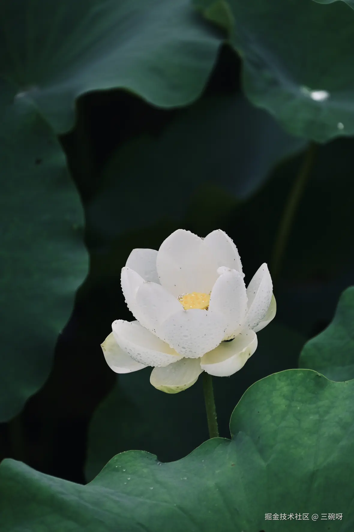 三碗呀于2025-06-30 10:23发布的图片