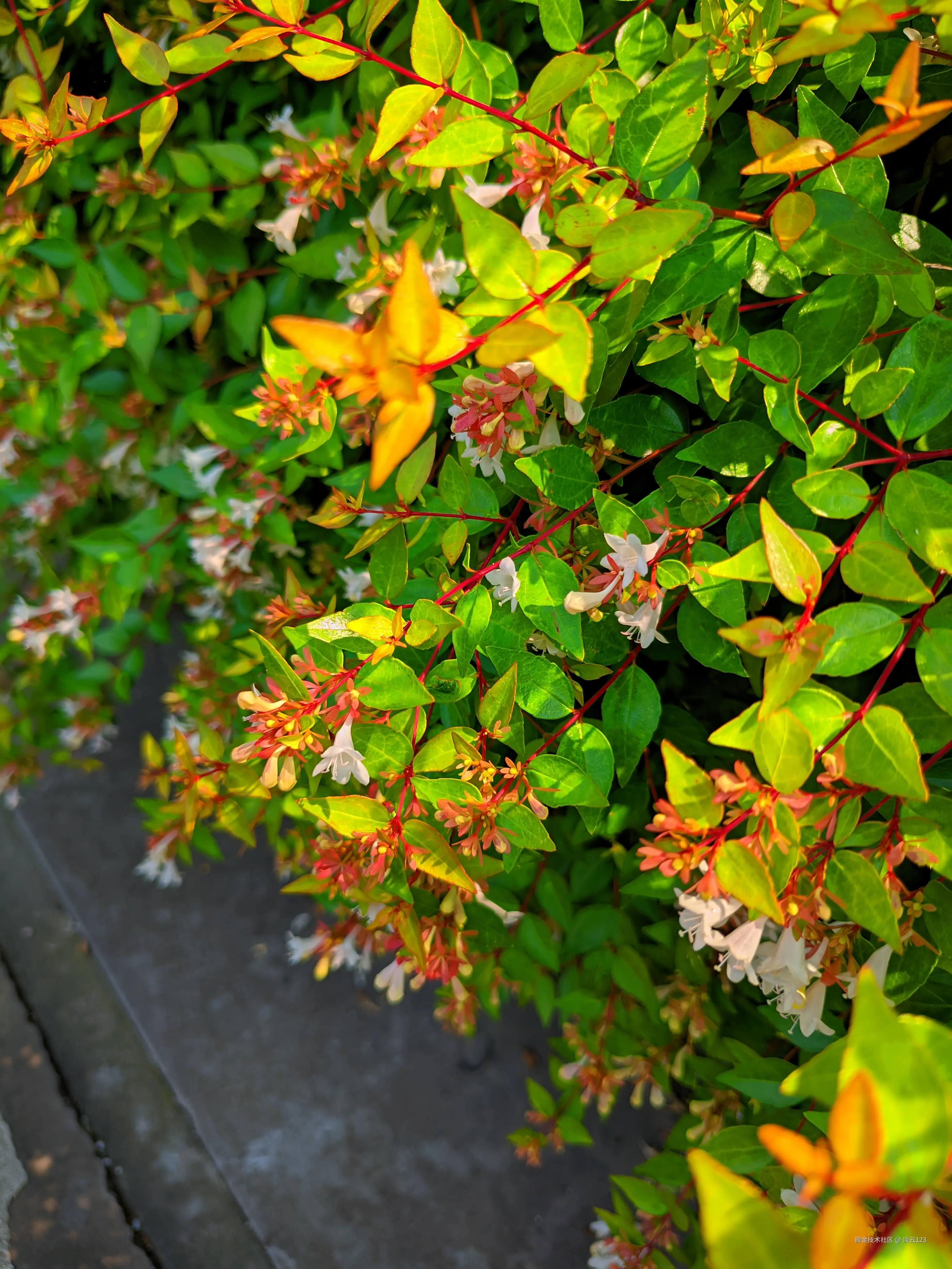 淡云123于2025-06-03 14:49发布的图片