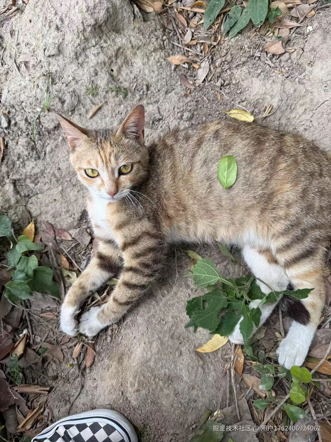 用户1782406924062于2025-06-19 13:20发布的图片