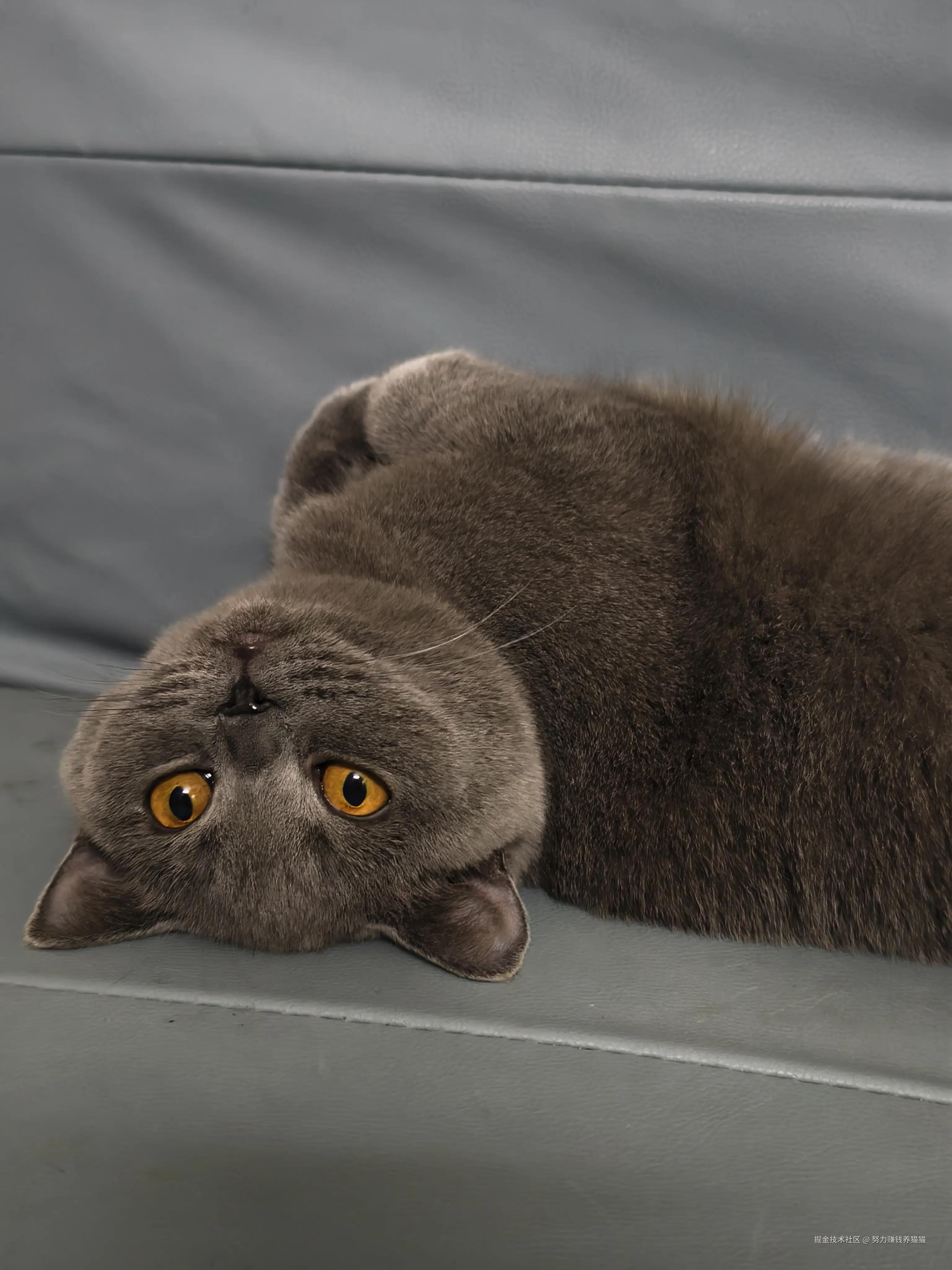 努力赚钱养猫猫于2024-12-26 09:47发布的图片