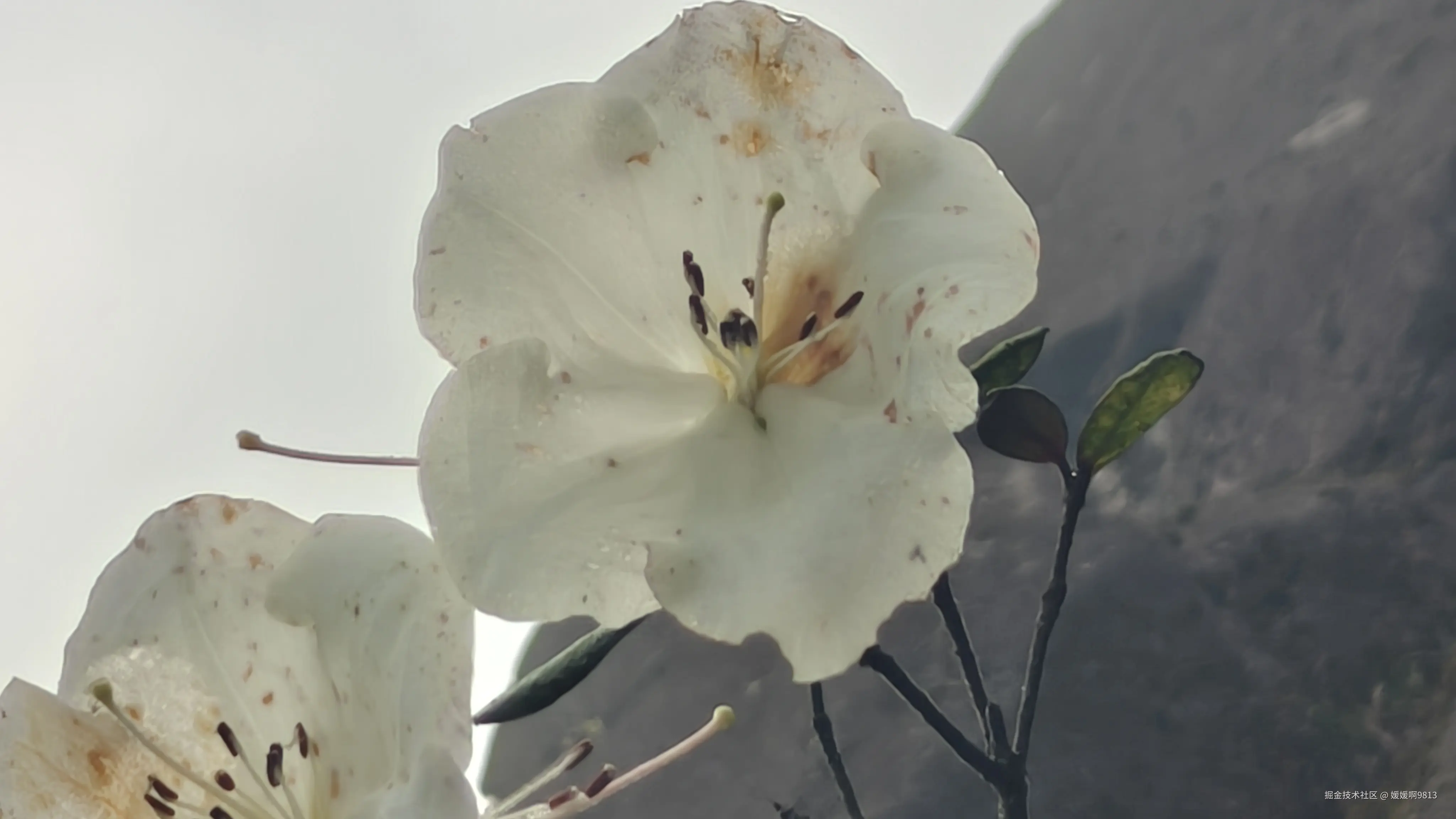 媛媛啊9813于2026-04-12 04:04发布的图片