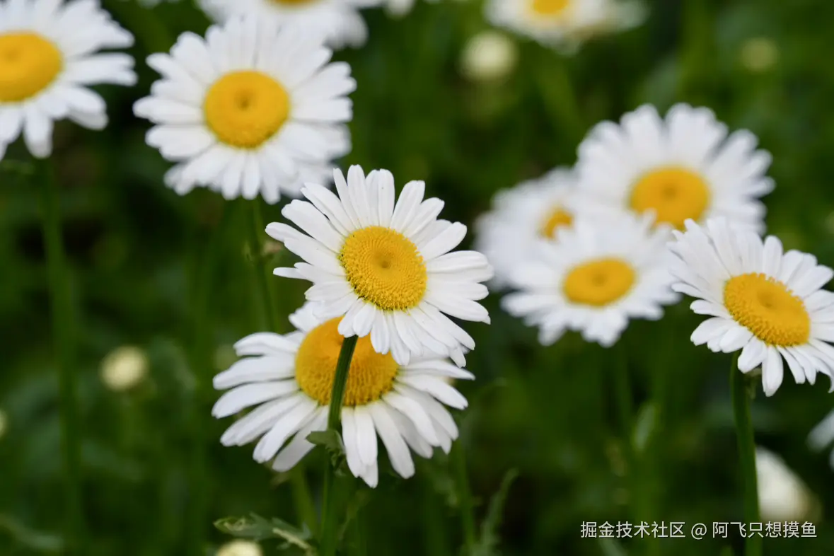 阿飞只想摸鱼于2025-05-30 13:56发布的图片