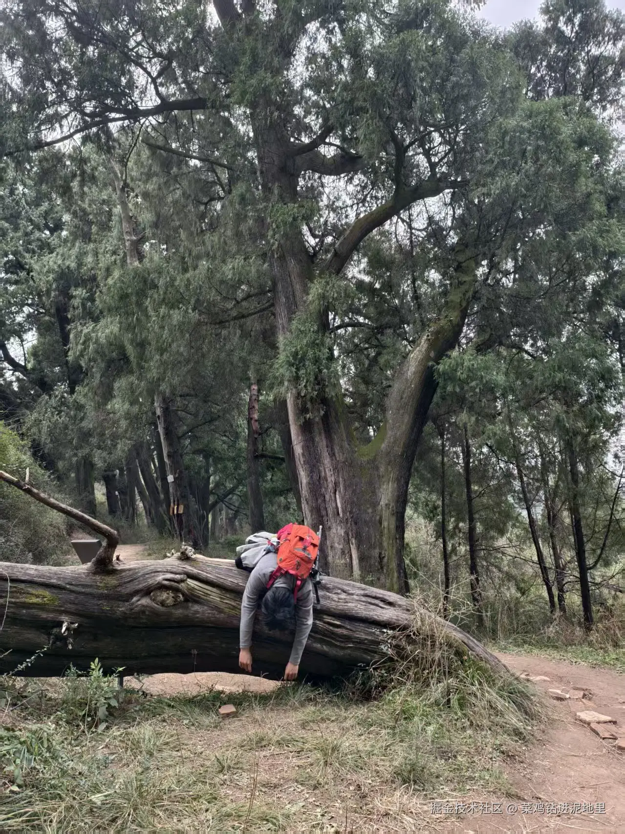 菜鸡钻进泥地里于2026-02-02 09:29发布的图片