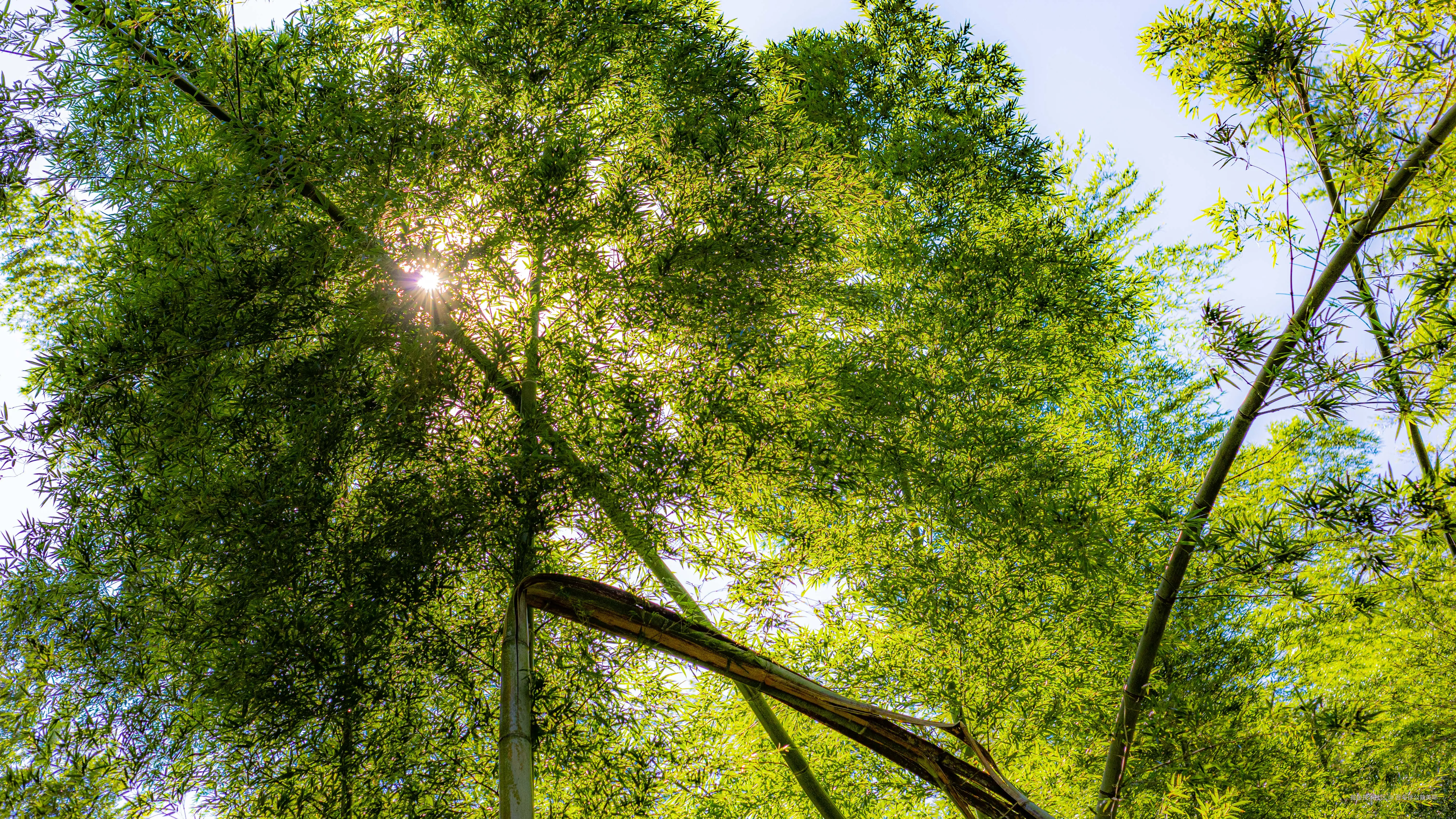 吾与徐公孰美耶于2024-10-11 17:05发布的图片