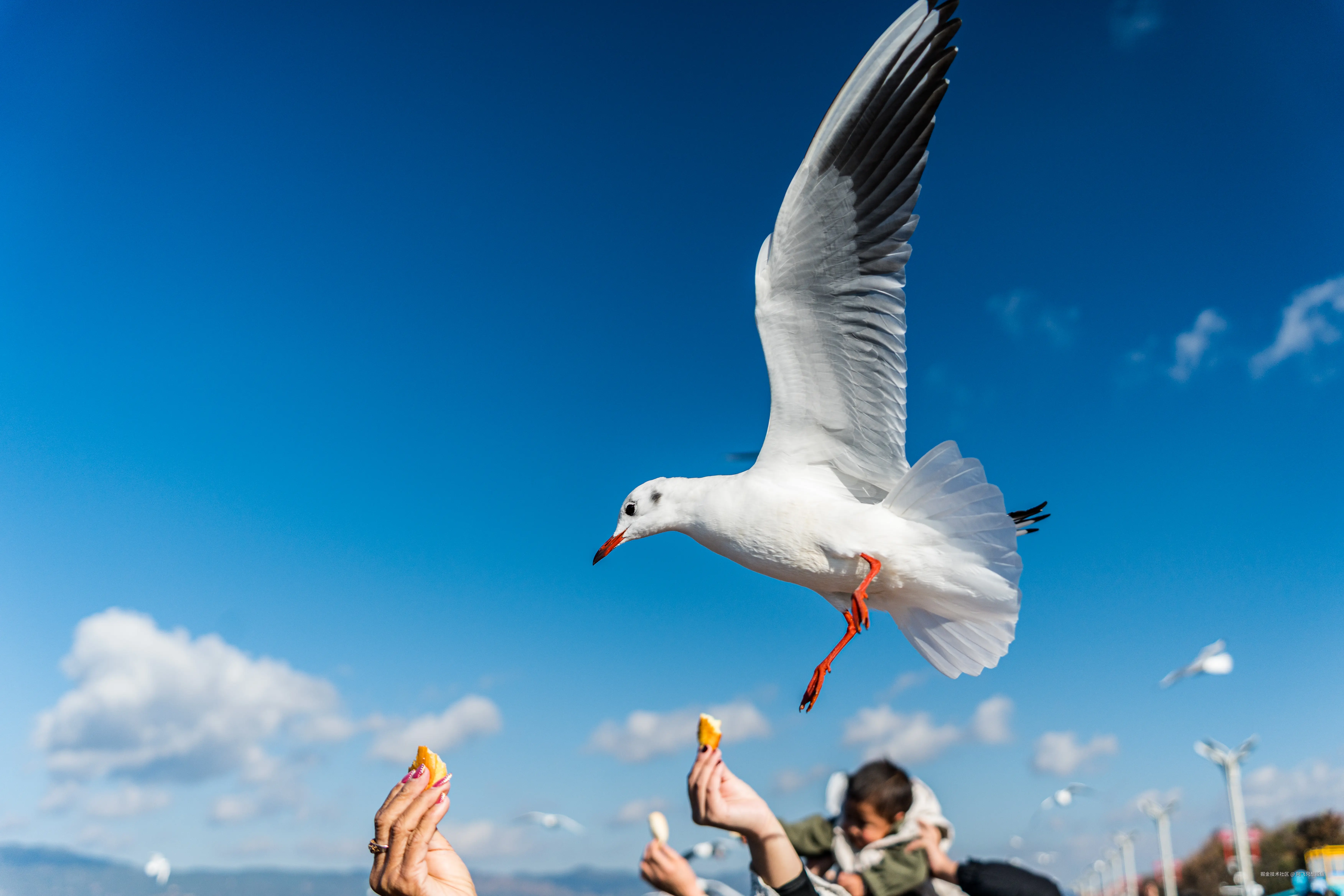 阿飞只想摸鱼于2026-02-11 14:37发布的图片