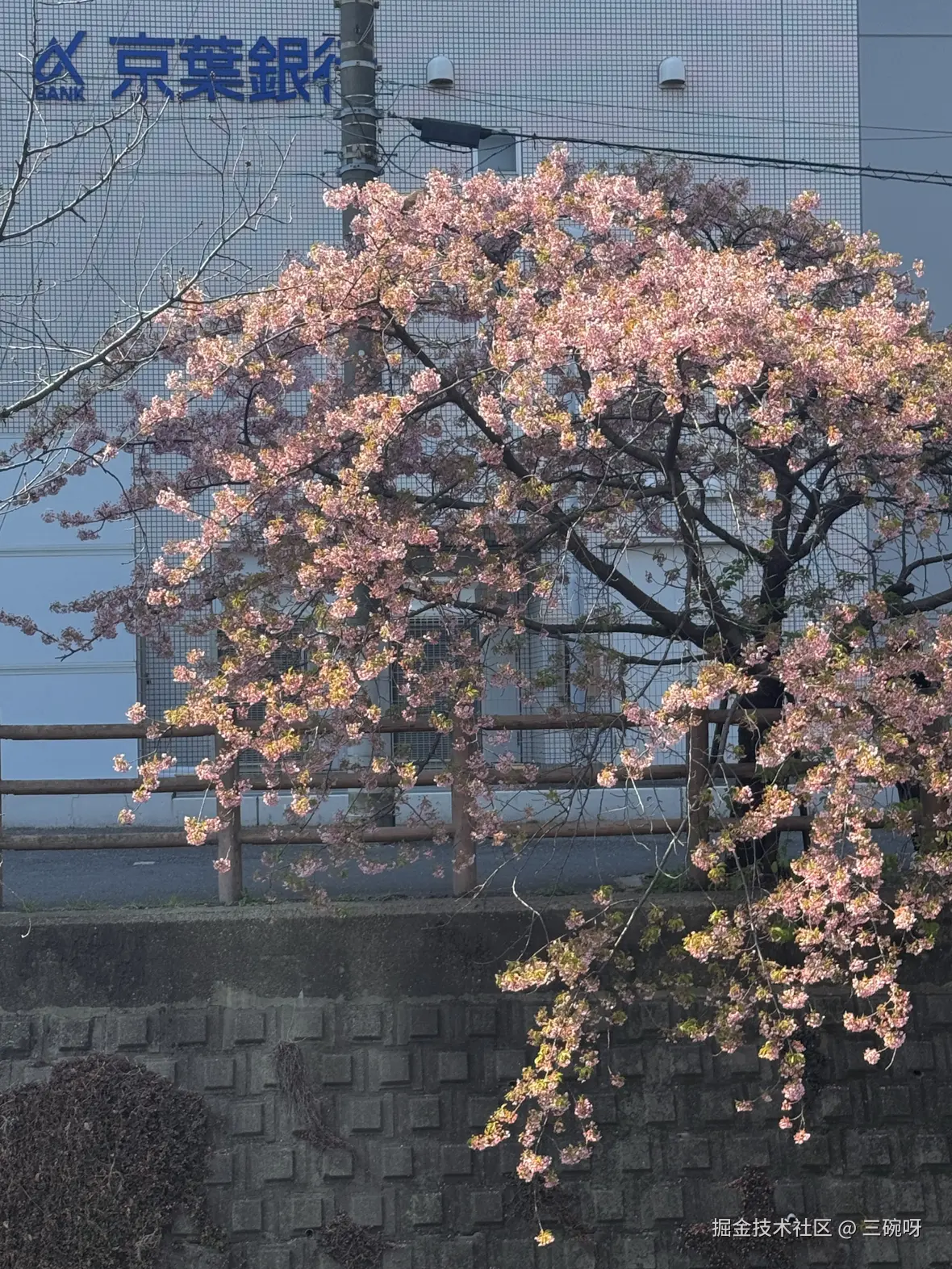 三碗呀于2025-04-02 11:03发布的图片