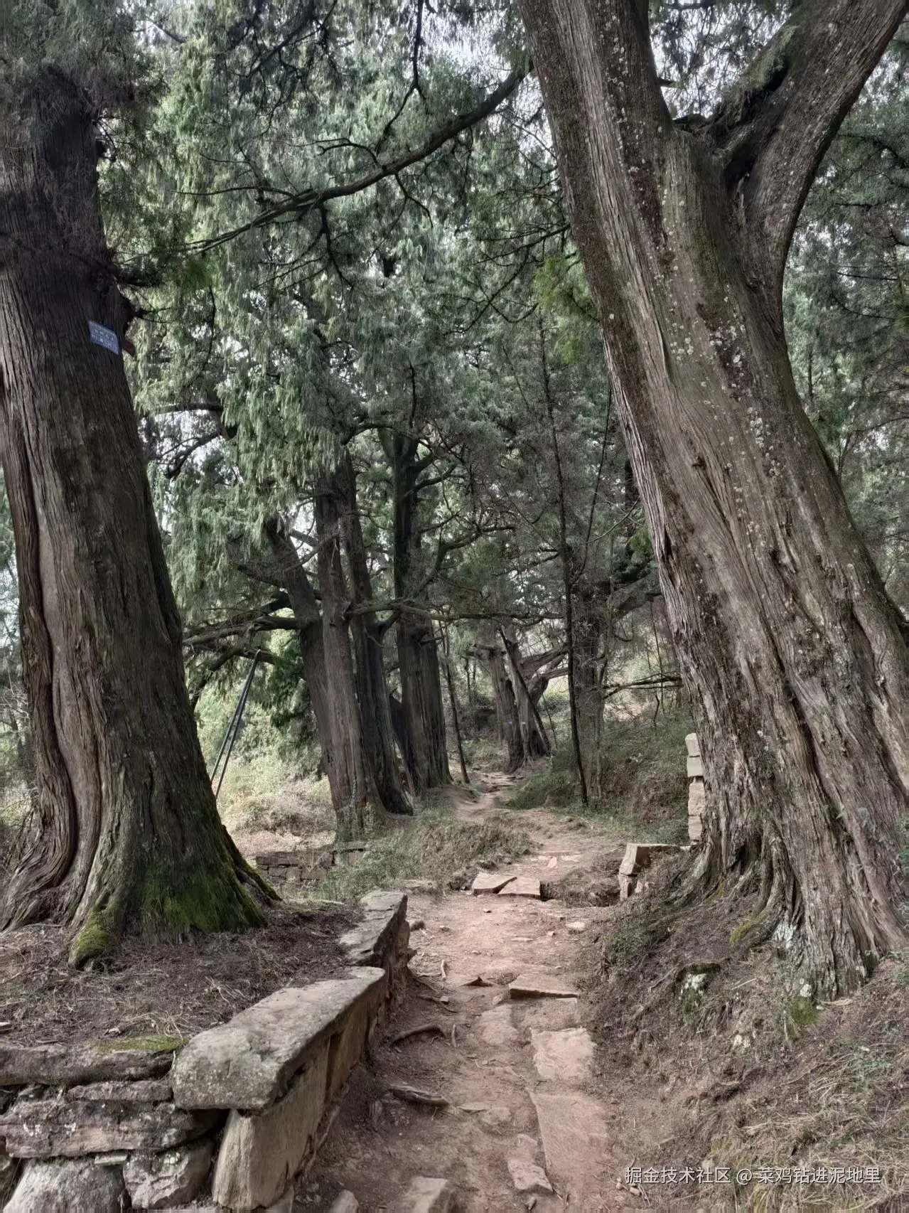 菜鸡钻进泥地里于2026-02-02 09:29发布的图片