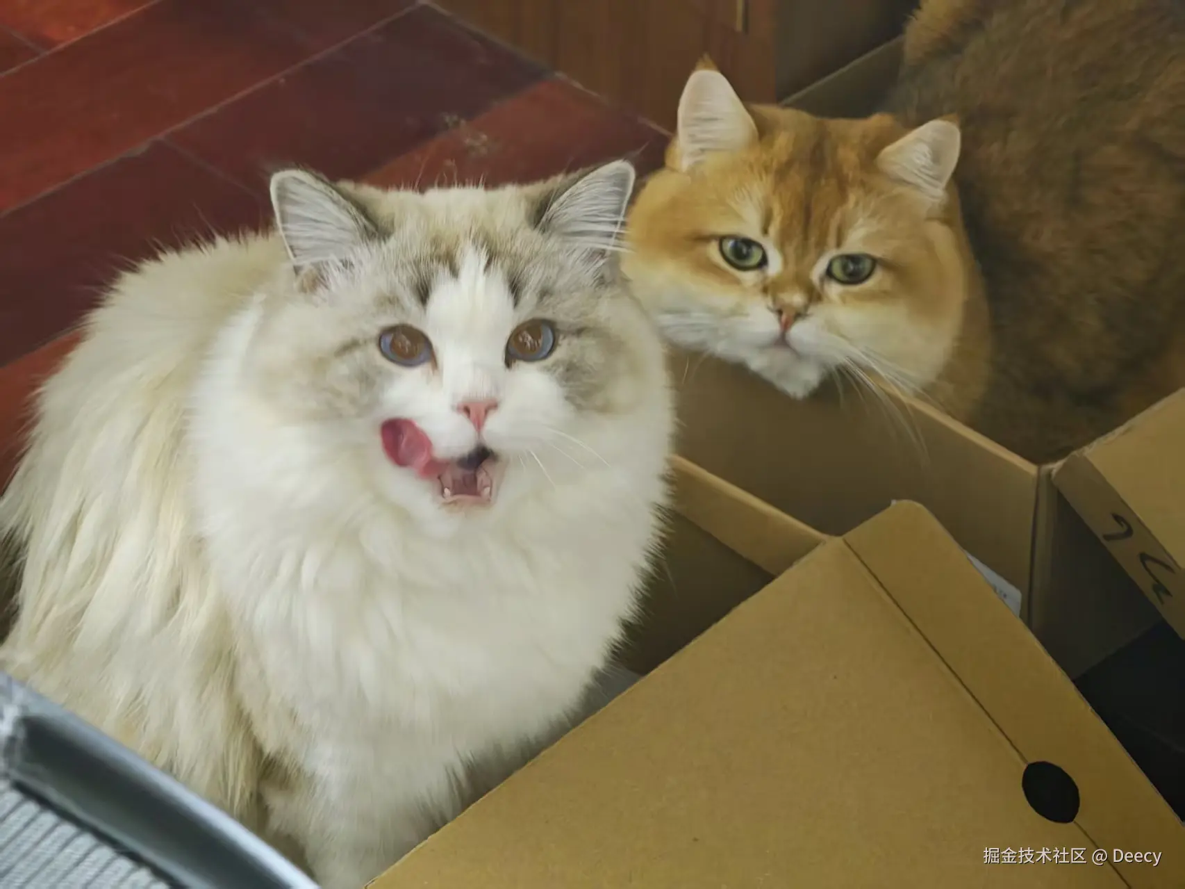 Deecy于2026-04-10 14:14发布的图片