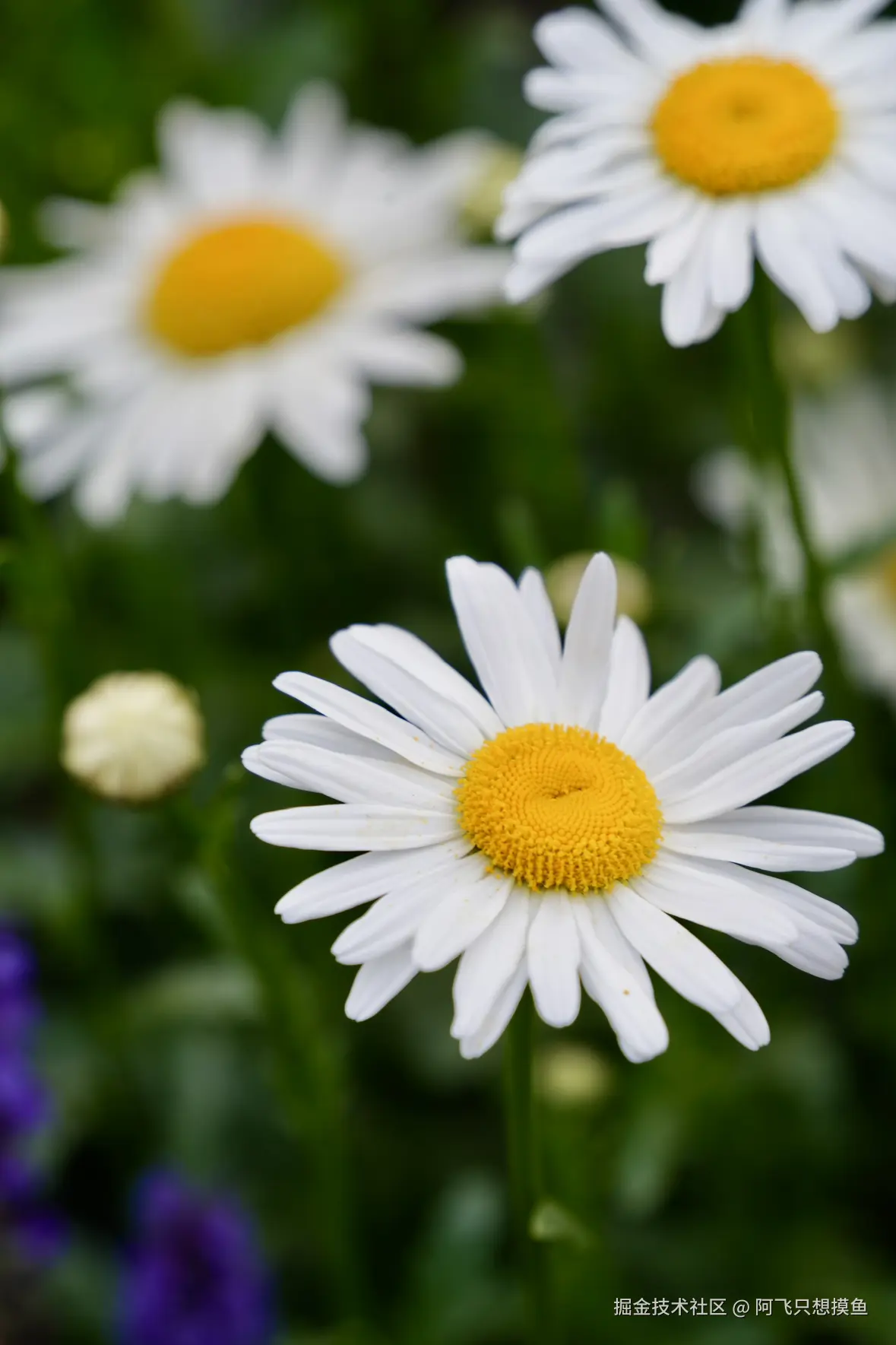 阿飞只想摸鱼于2025-05-30 13:56发布的图片