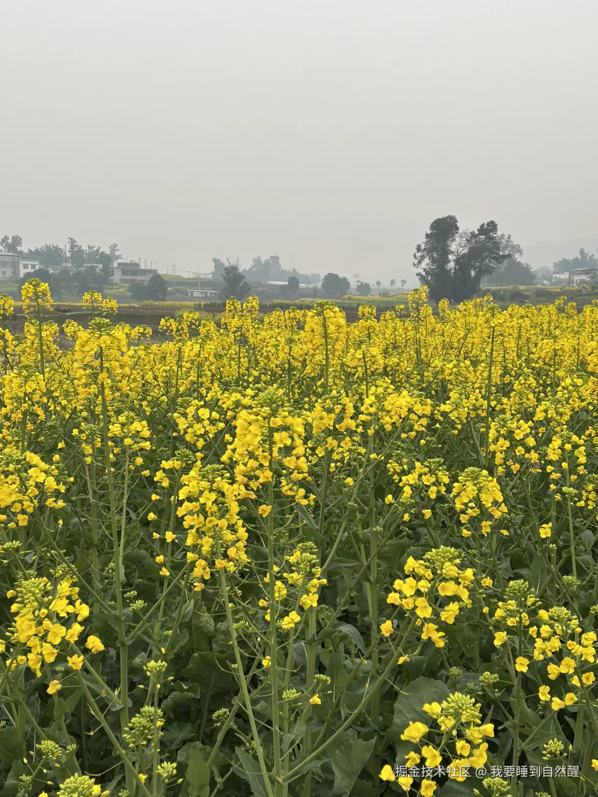 我要睡到自然醒于2026-02-17 17:43发布的图片