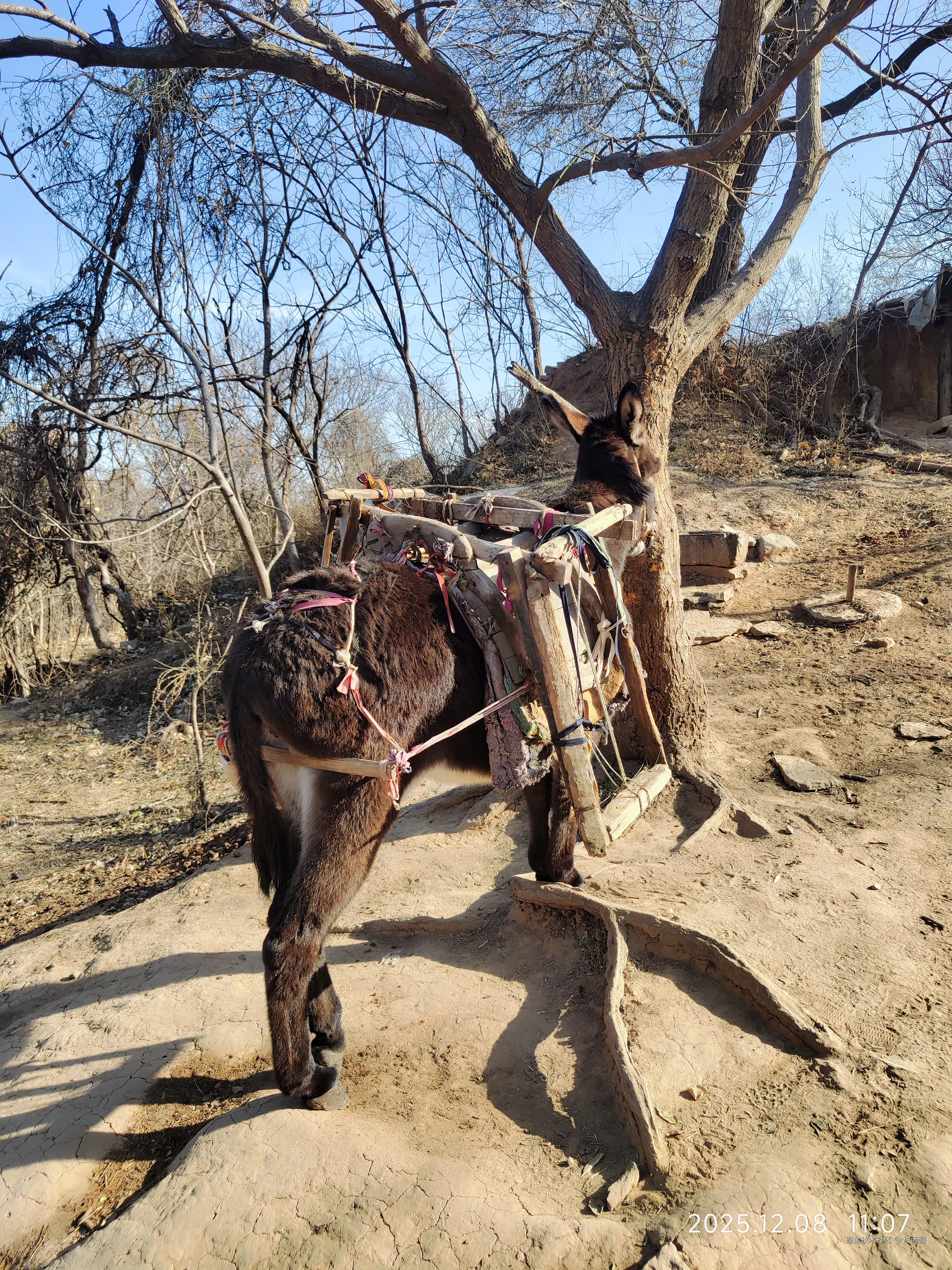 甜汤圆于2025-12-08 12:09发布的图片