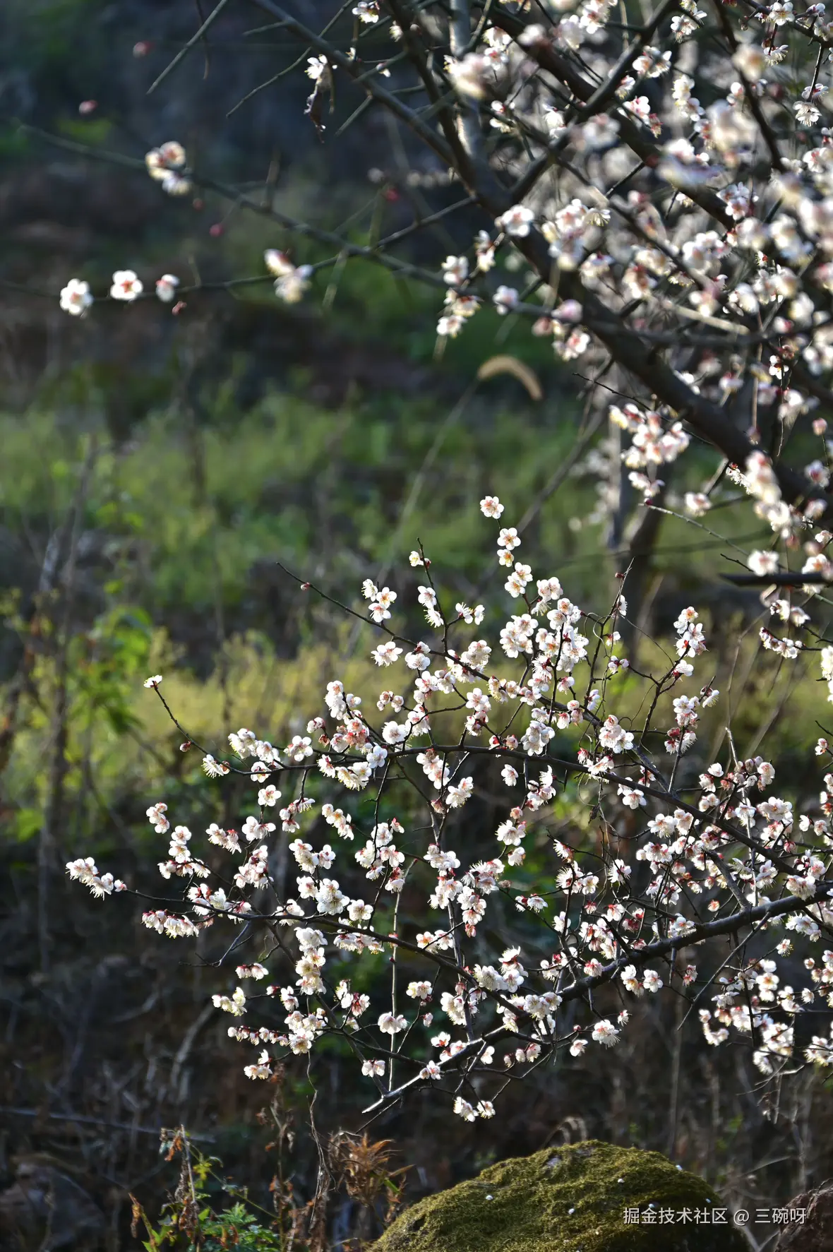 三碗呀于2026-01-22 06:56发布的图片