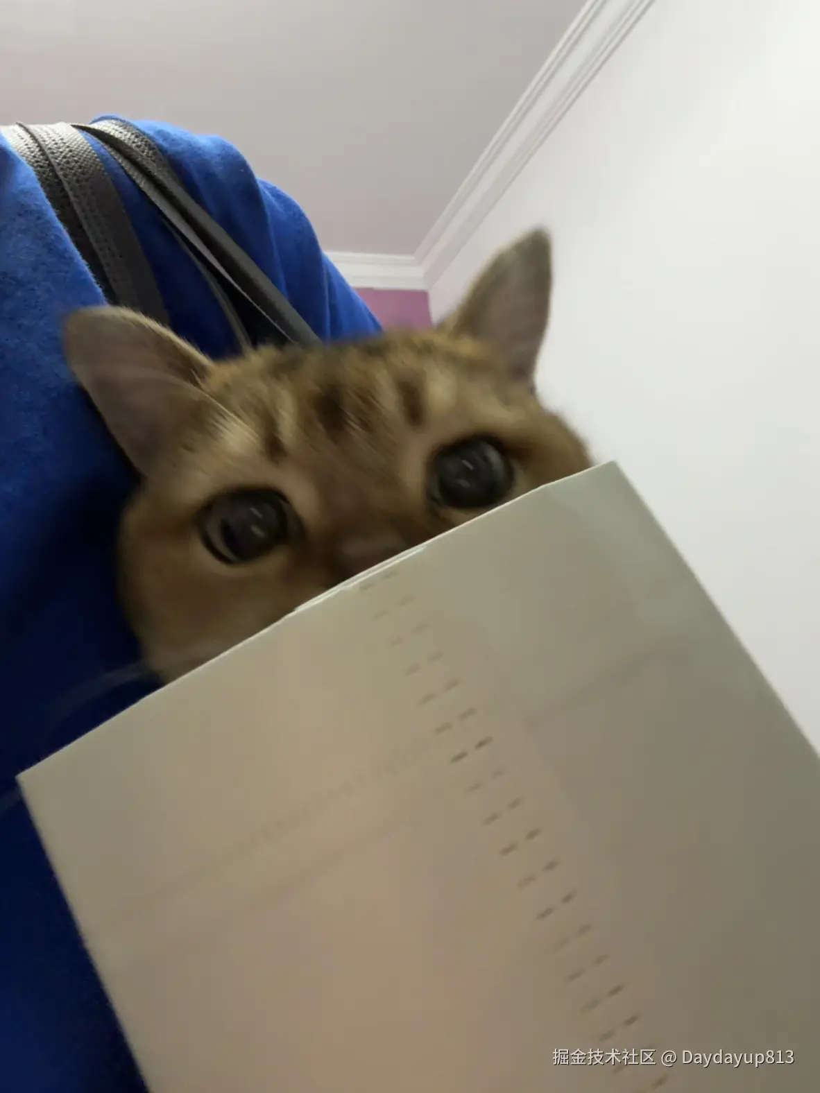 Daydayup813于2025-10-27 09:11发布的图片