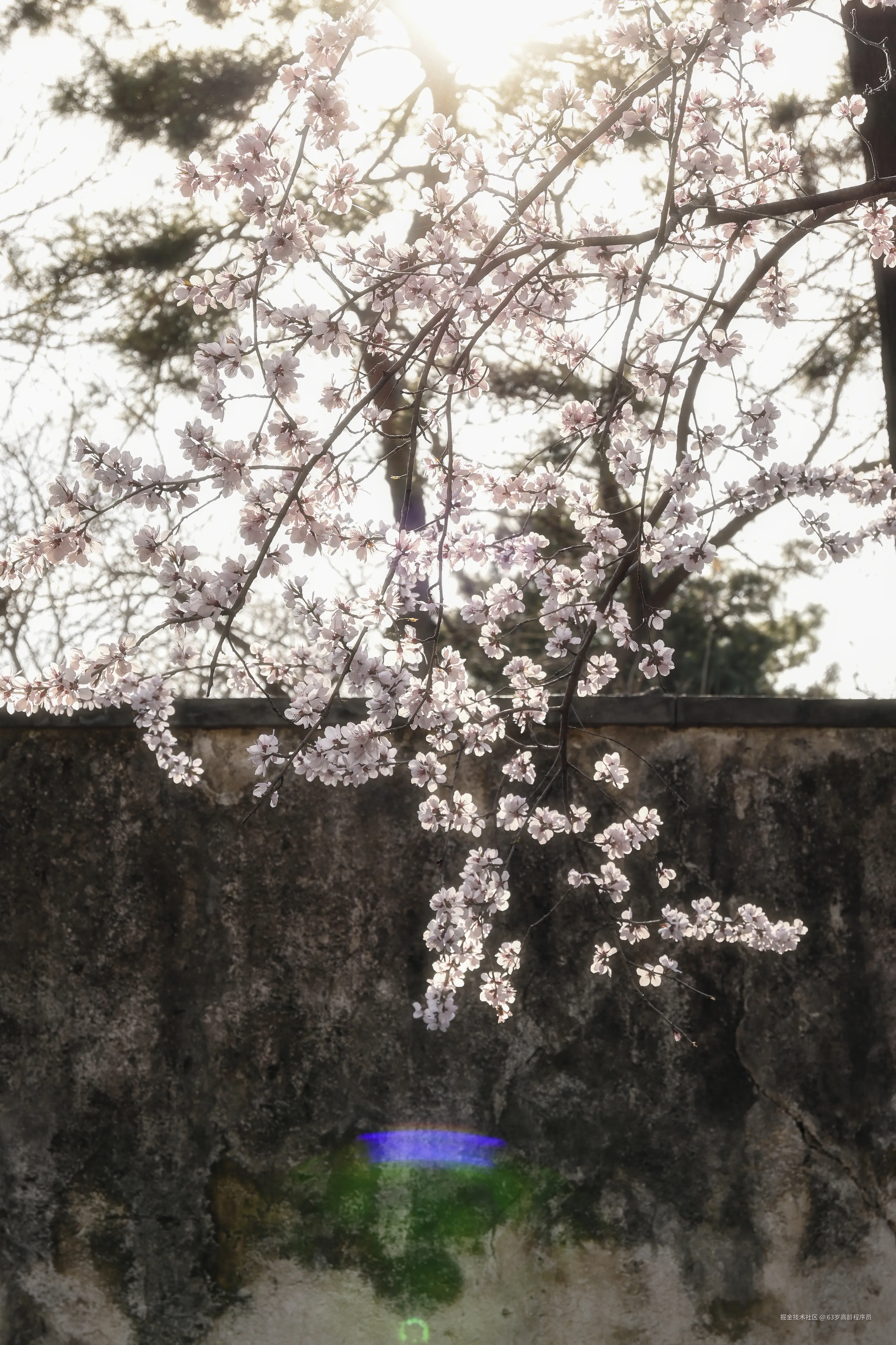 63岁高龄程序员于2026-03-23 16:32发布的图片