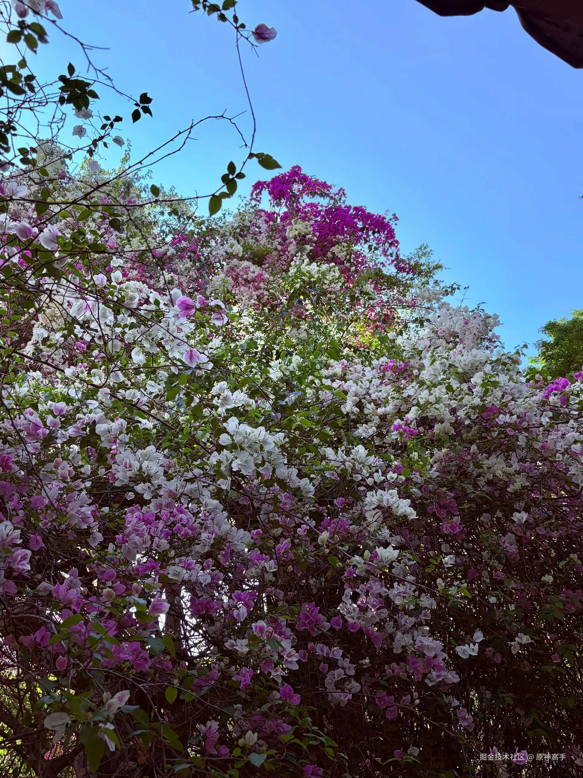 原神高手于2026-03-16 09:29发布的图片