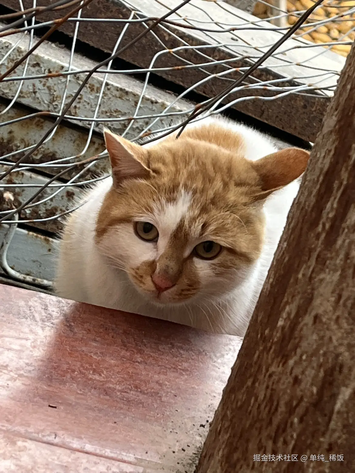 单纯_稀饭于2025-12-02 09:18发布的图片