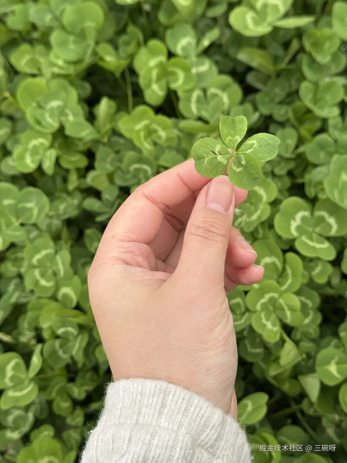 三碗呀于2025-02-10 13:44发布的图片