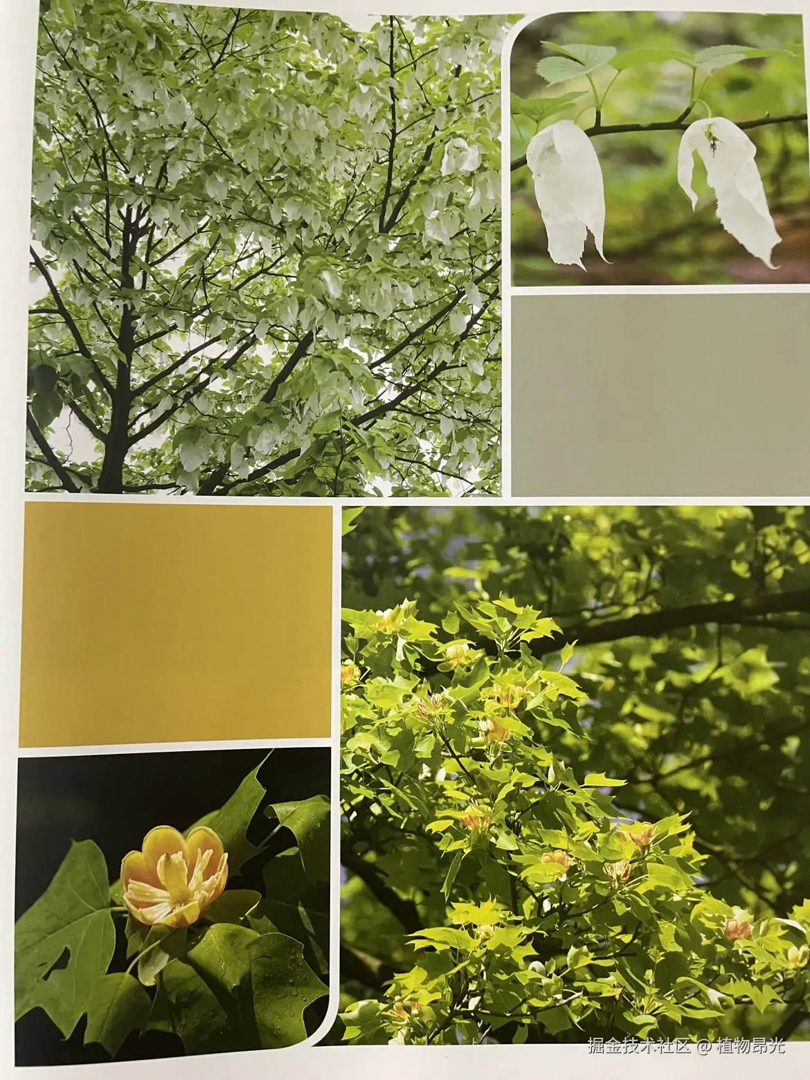 植物昂光于2026-04-07 21:07发布的图片